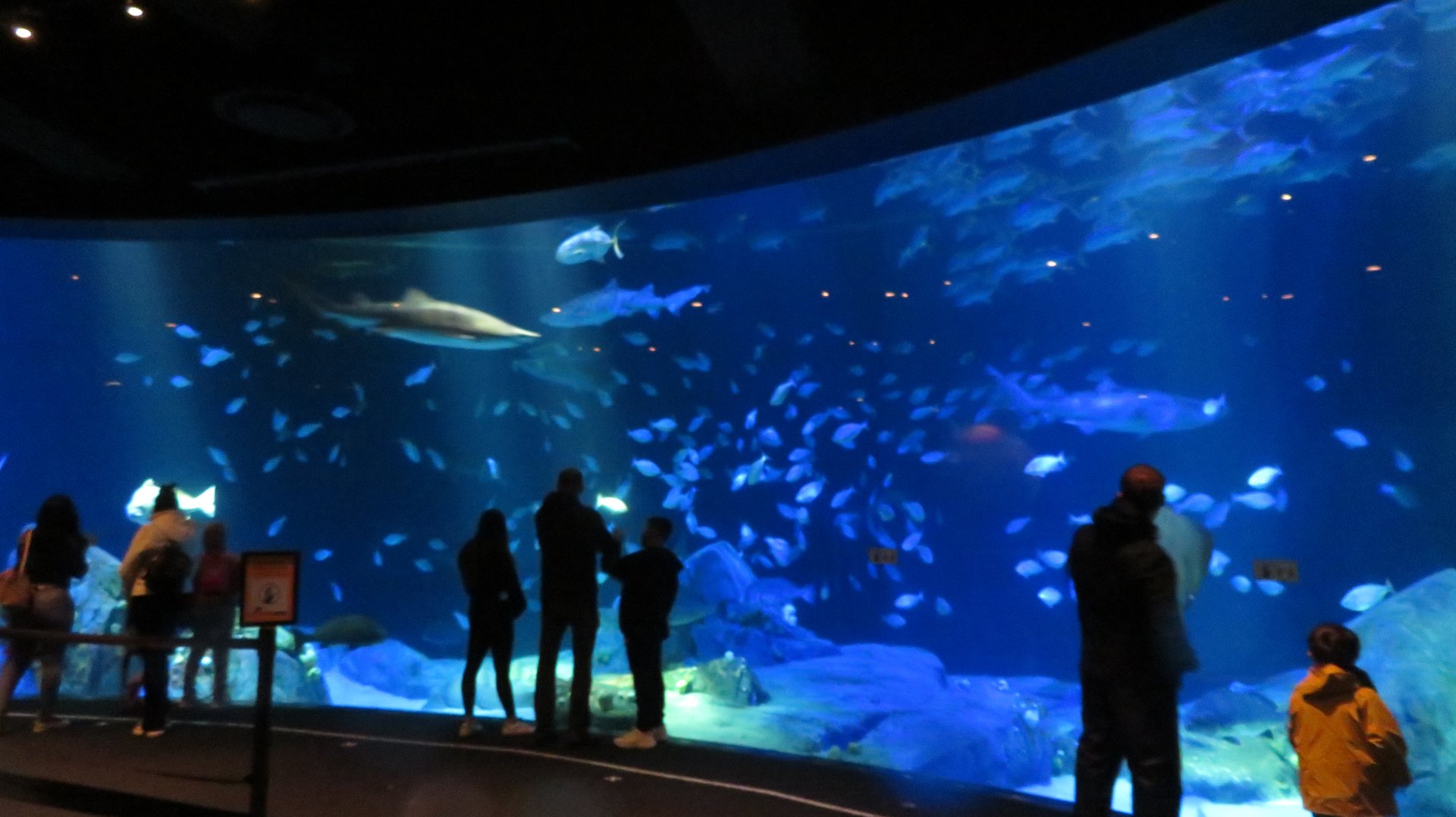 Sharks!  Atlantic Ocean Tank