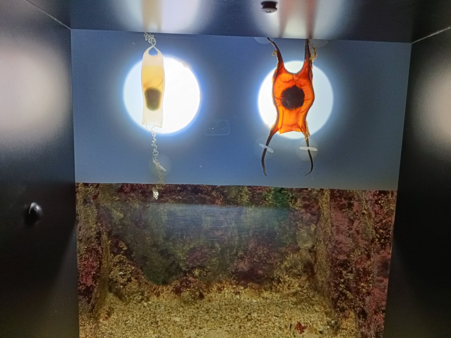 Sharks egg exhibit - Bioparc Acuario de Gijón