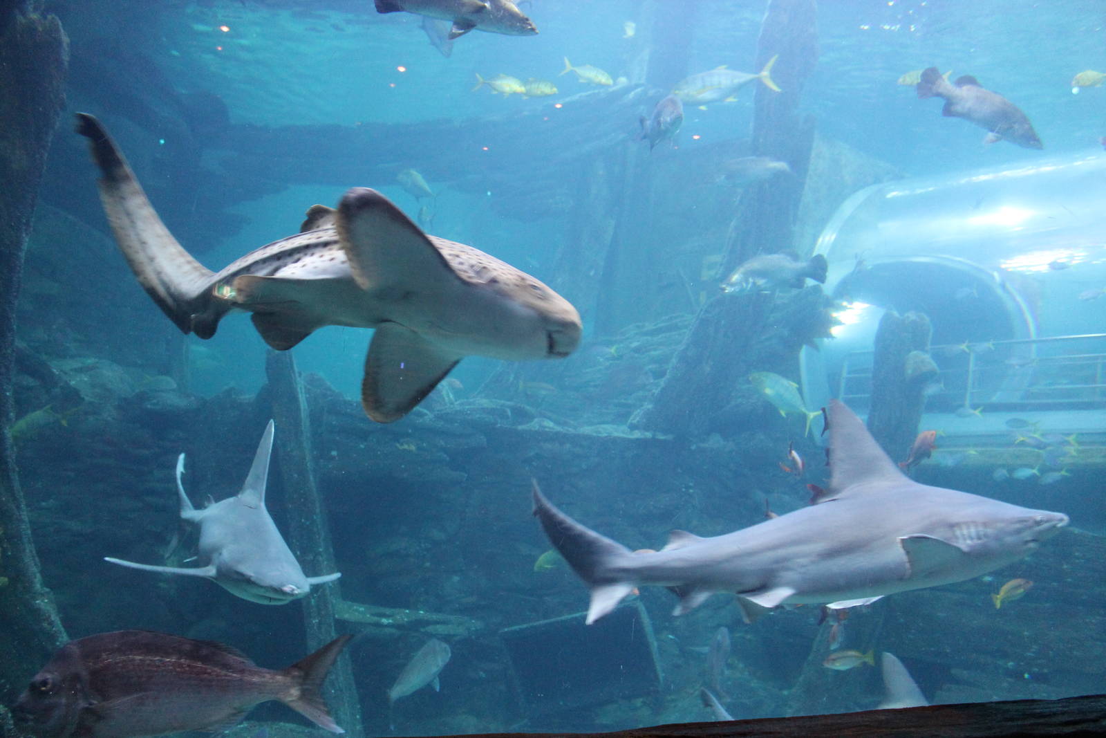 sharks in the ocean tank