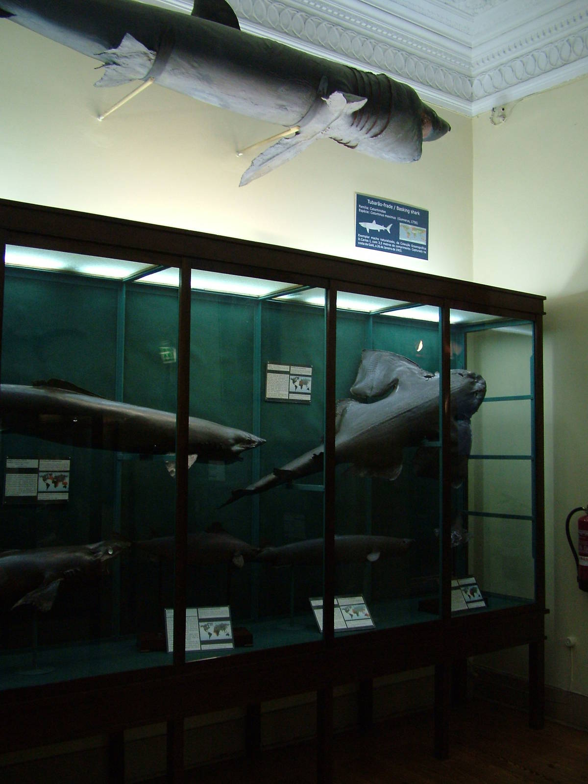 Sharks - Museum Displays at Vasco da Gama Aquarium, 25/05/11