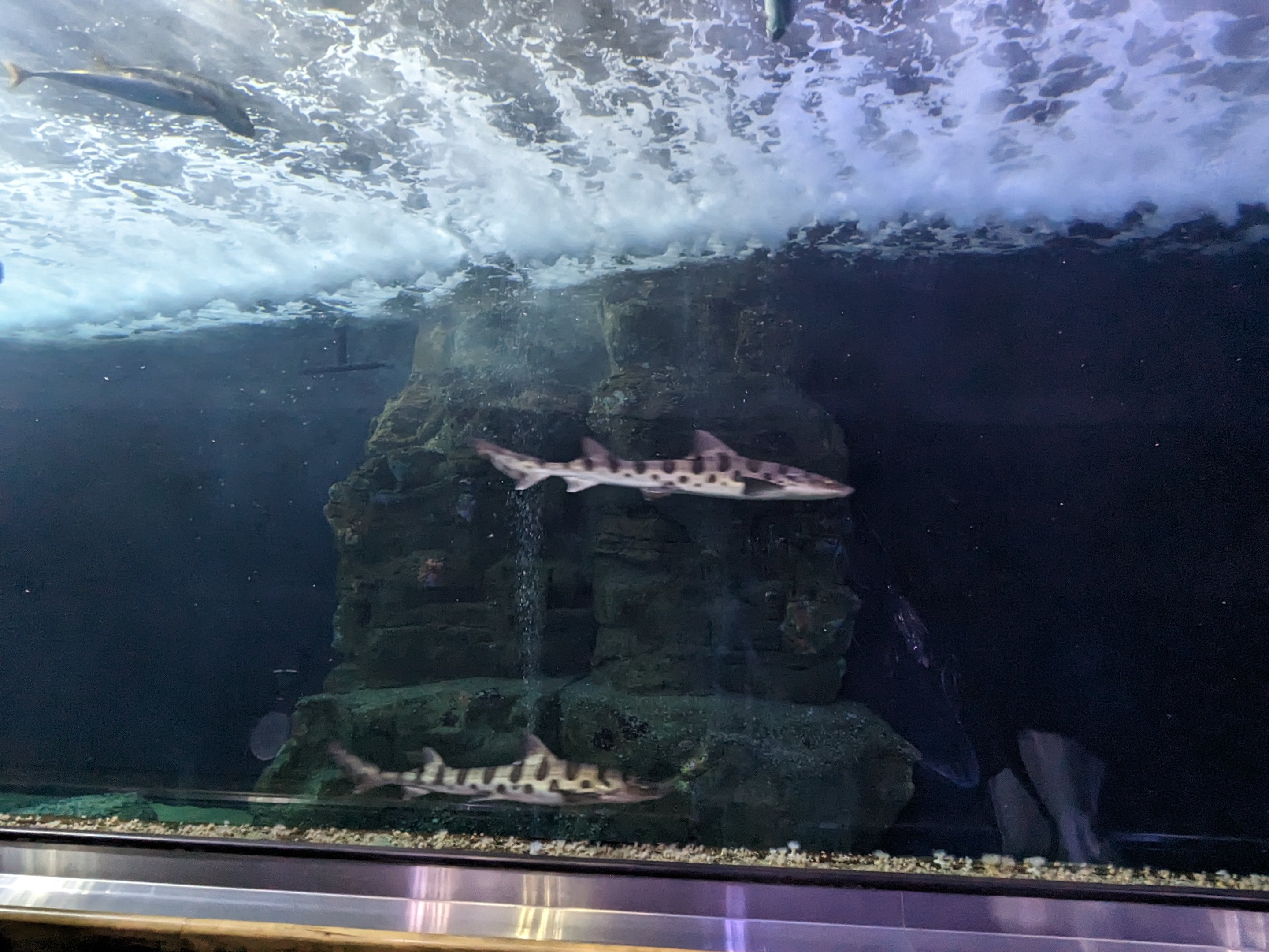 Sharks of Alcatraz - leopard shark