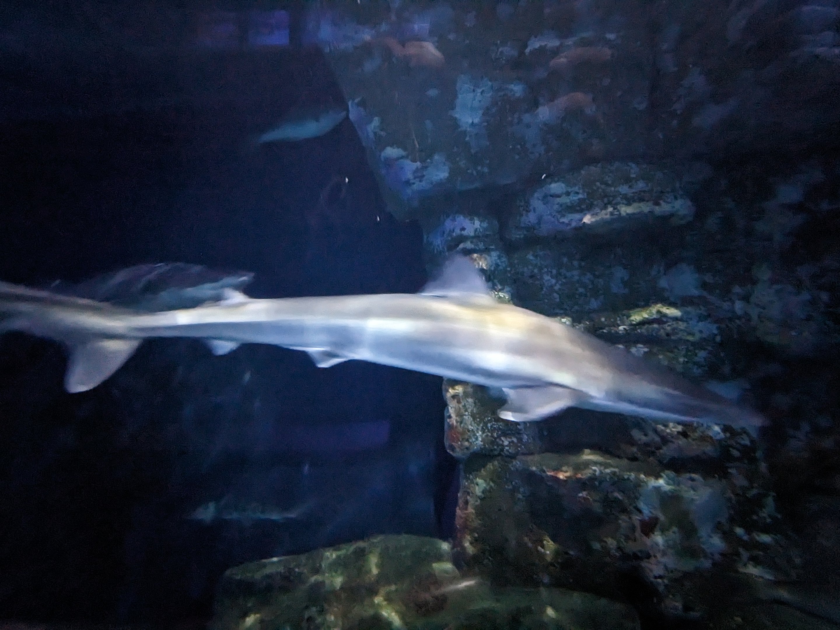 Sharks of Alcatraz - School/Soupfin shark