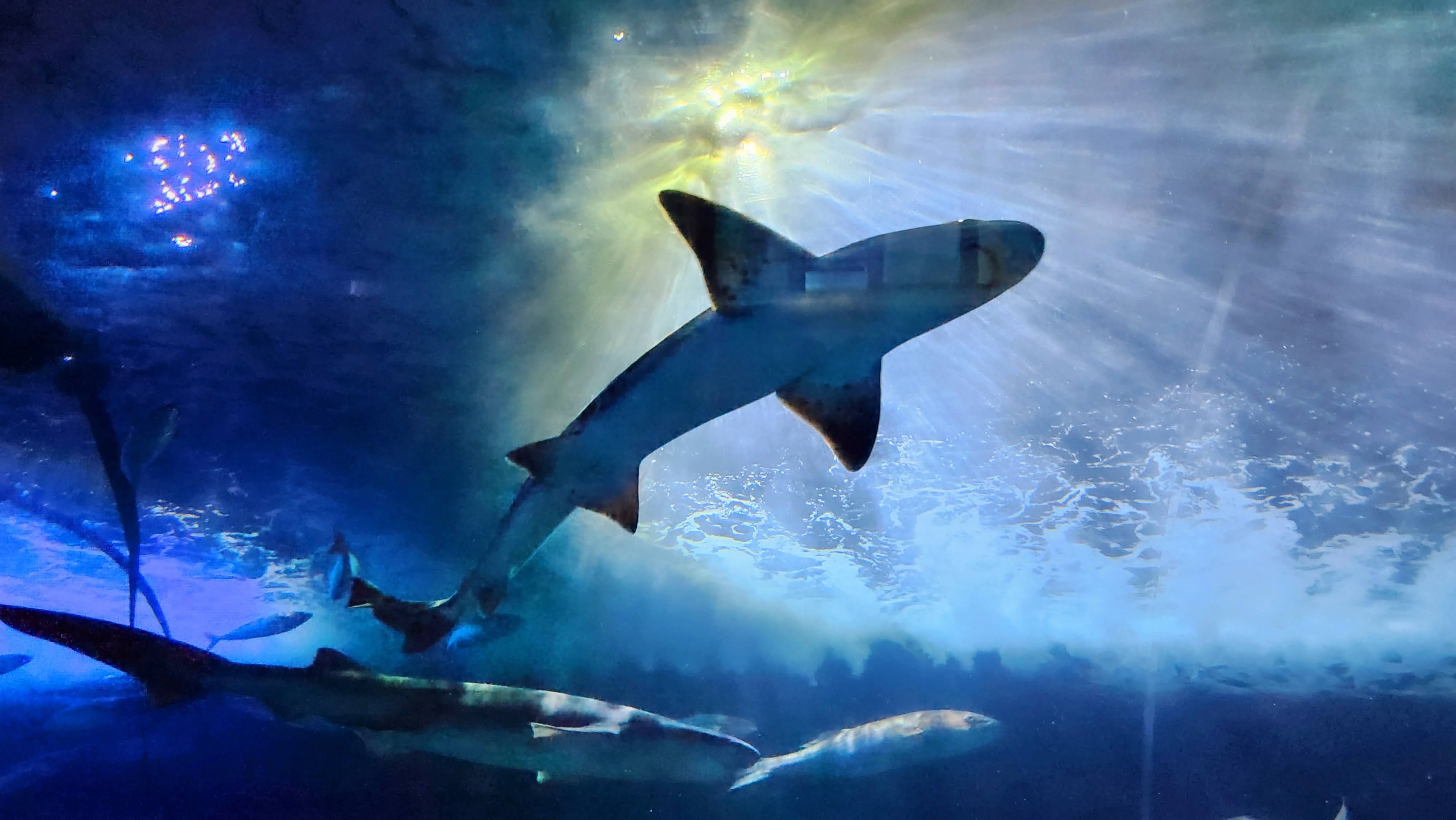 Sharks of Alcatraz - Seven-gill and Leopard shark