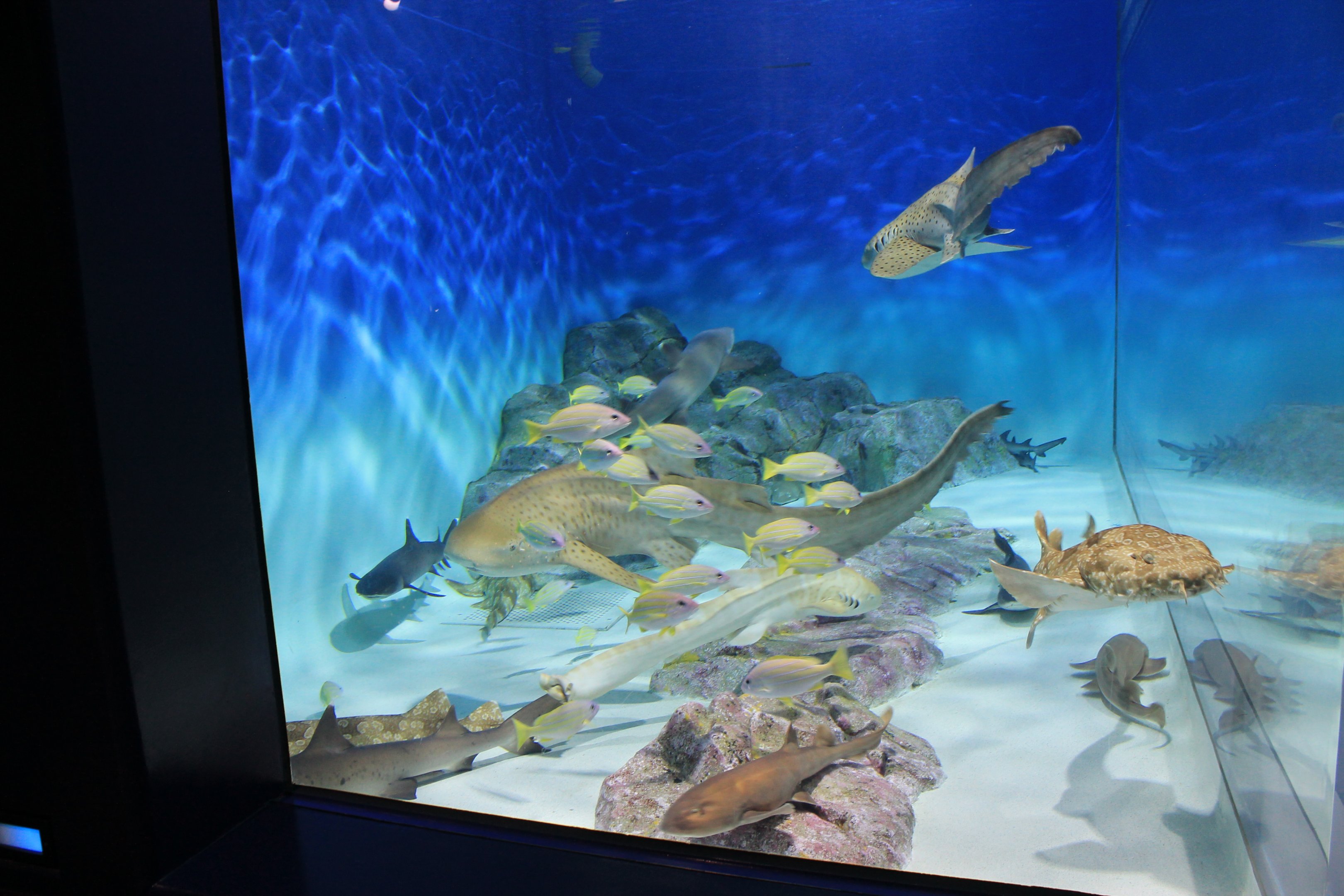 Sharks of the World tank