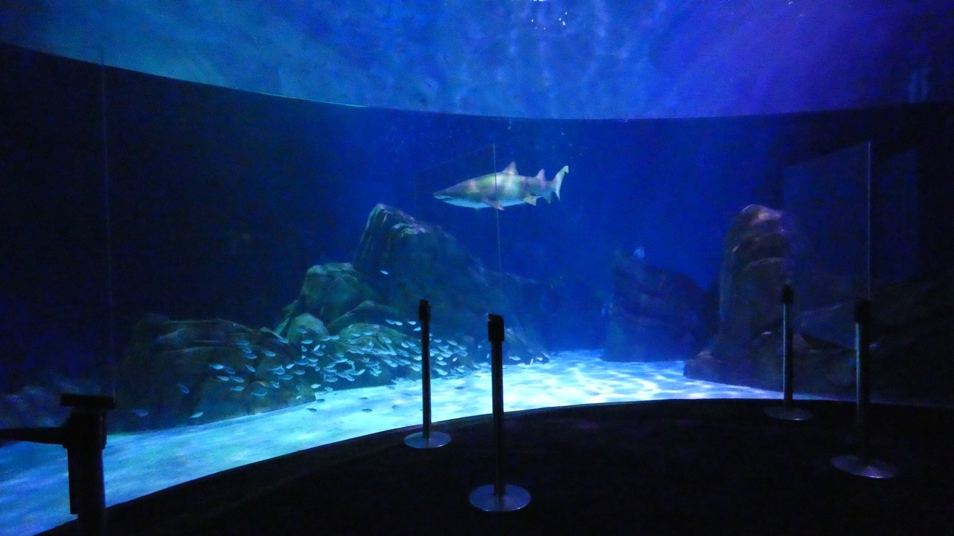 Sharks! Predators of the Deep - Aug. 2021