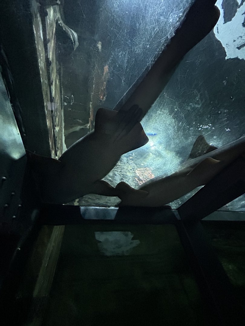 Sharks resting above the visitors