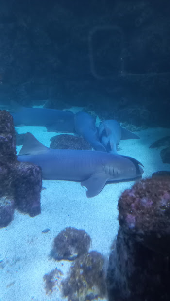 Sharks - São Paulo aquarium