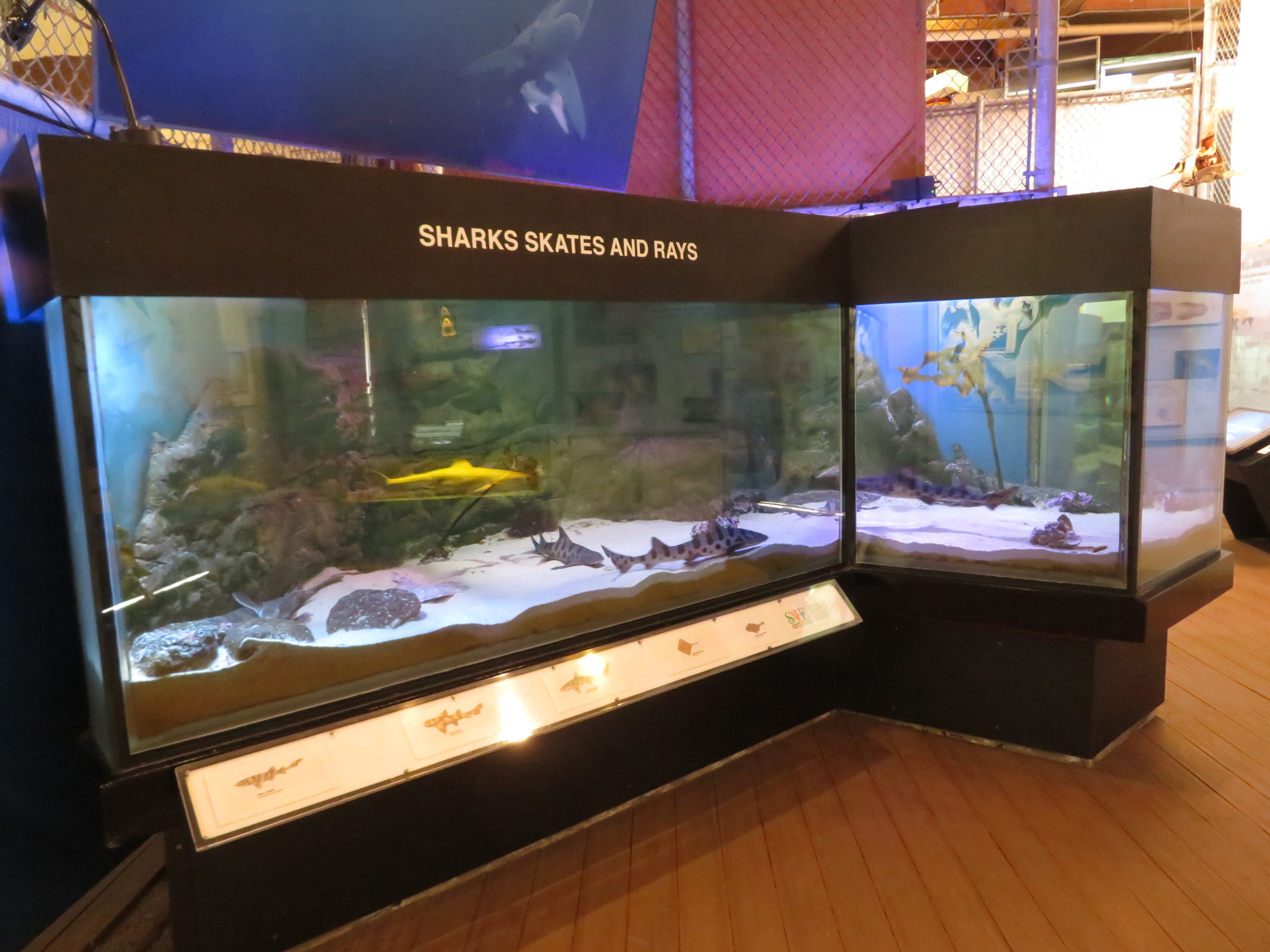 Sharks Skates and Rays Tank