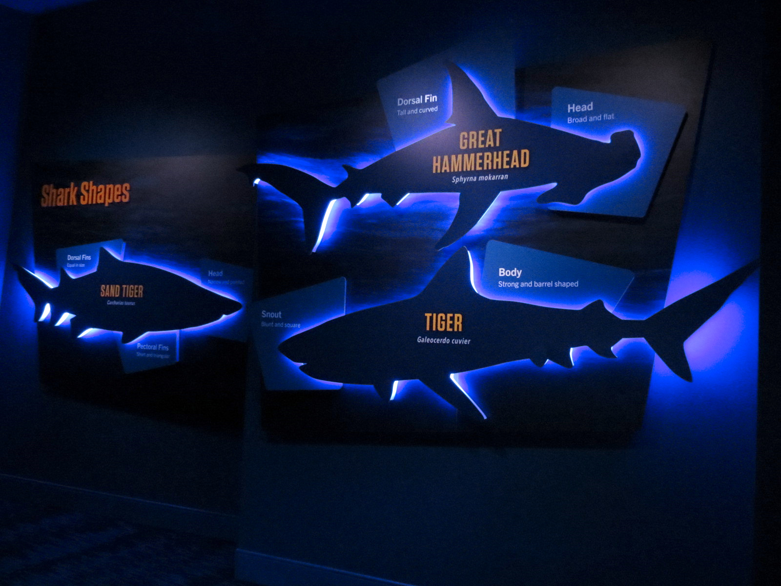 Sharks! - Species Identification Signs