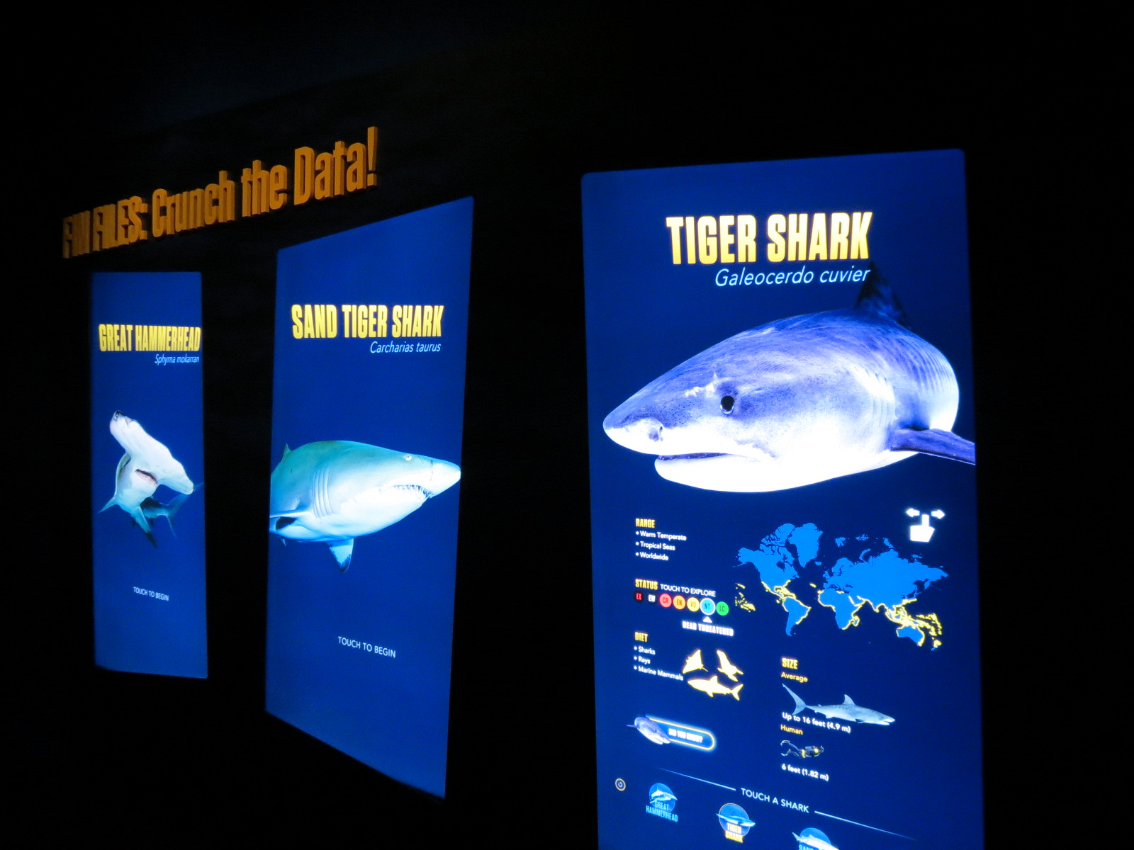 Sharks! - Species Identification Signs