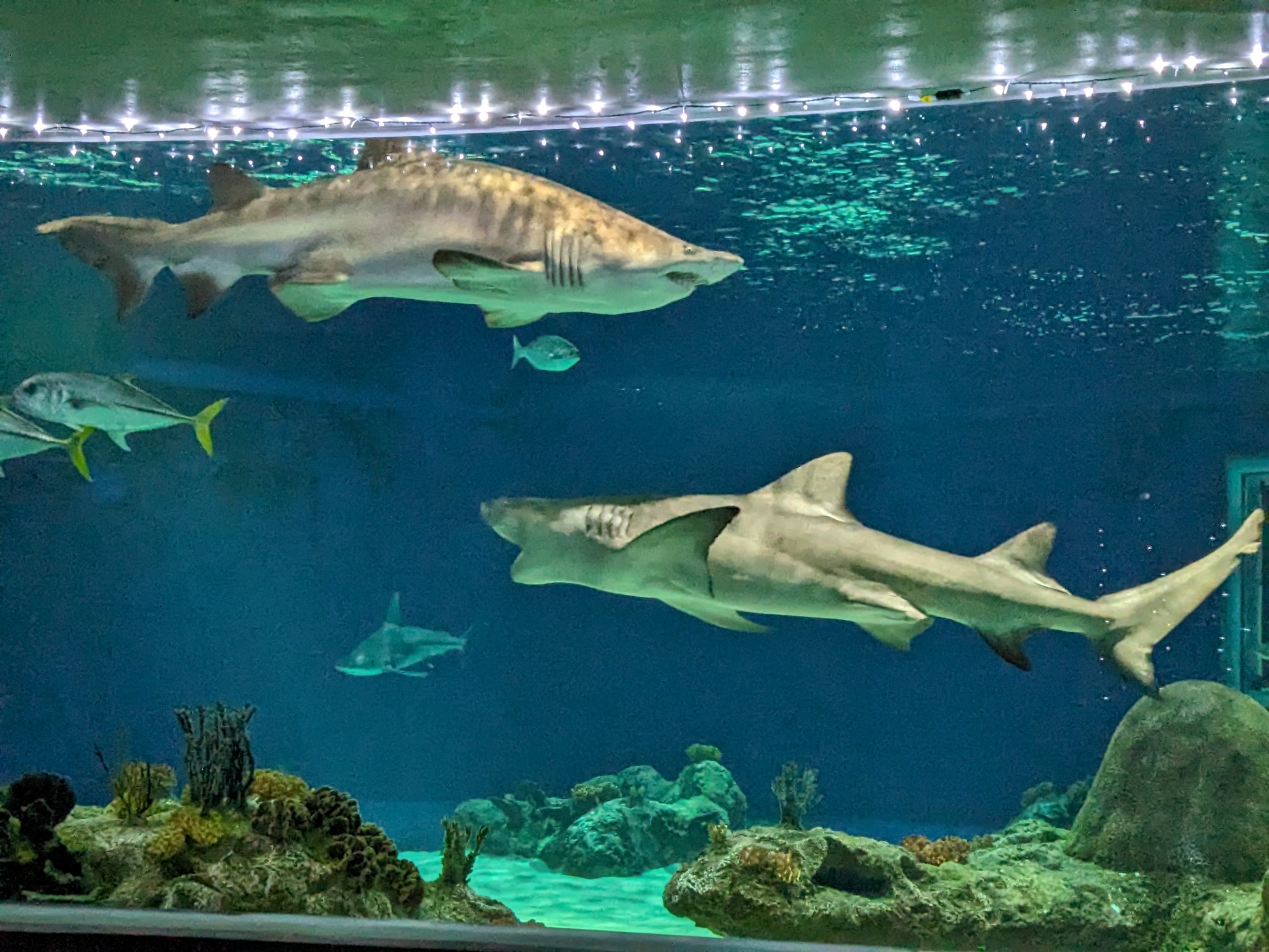 Sharks tank - sand tiger and lemon sharks