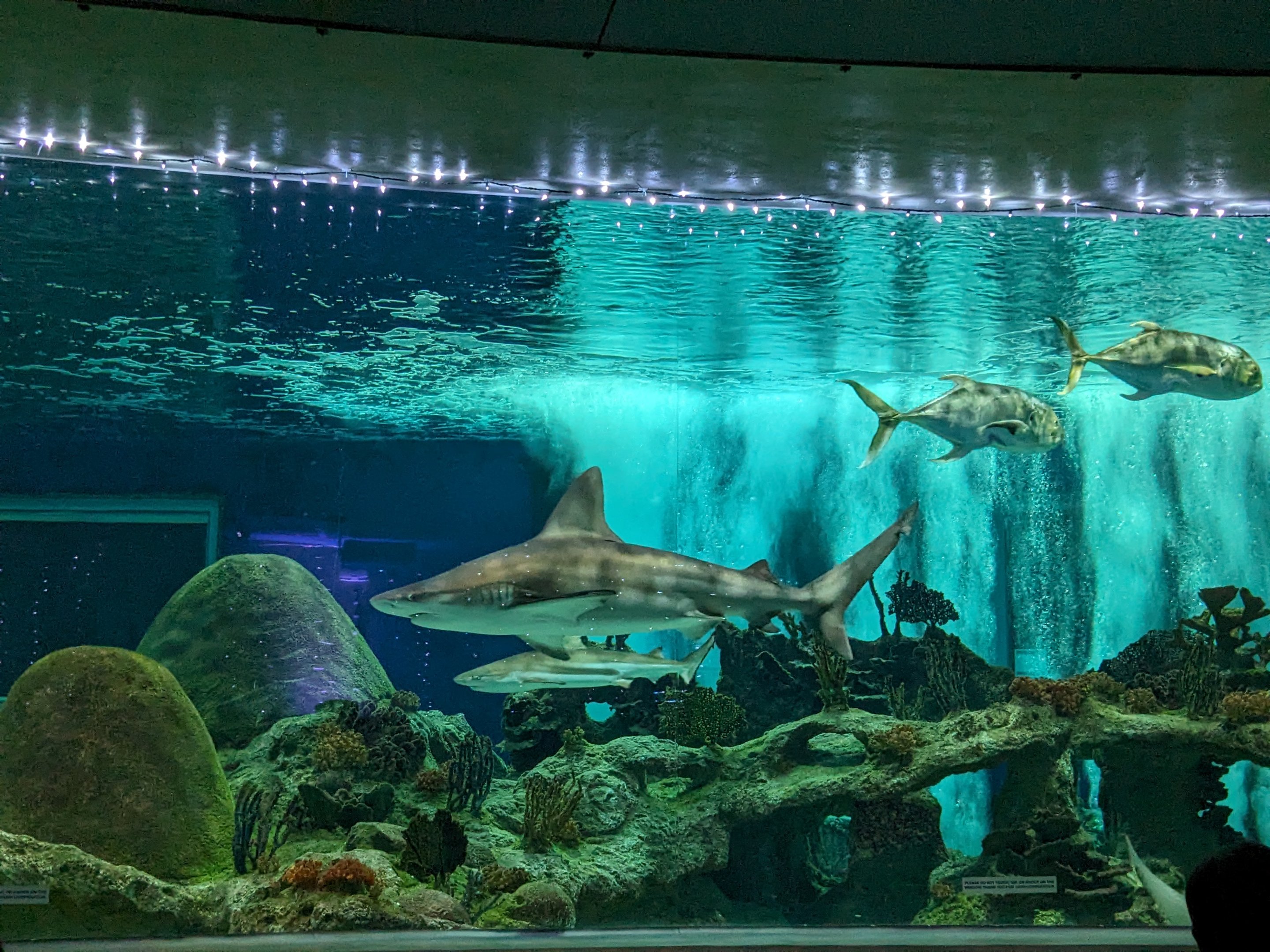 Sharks tank - Sandbar shark