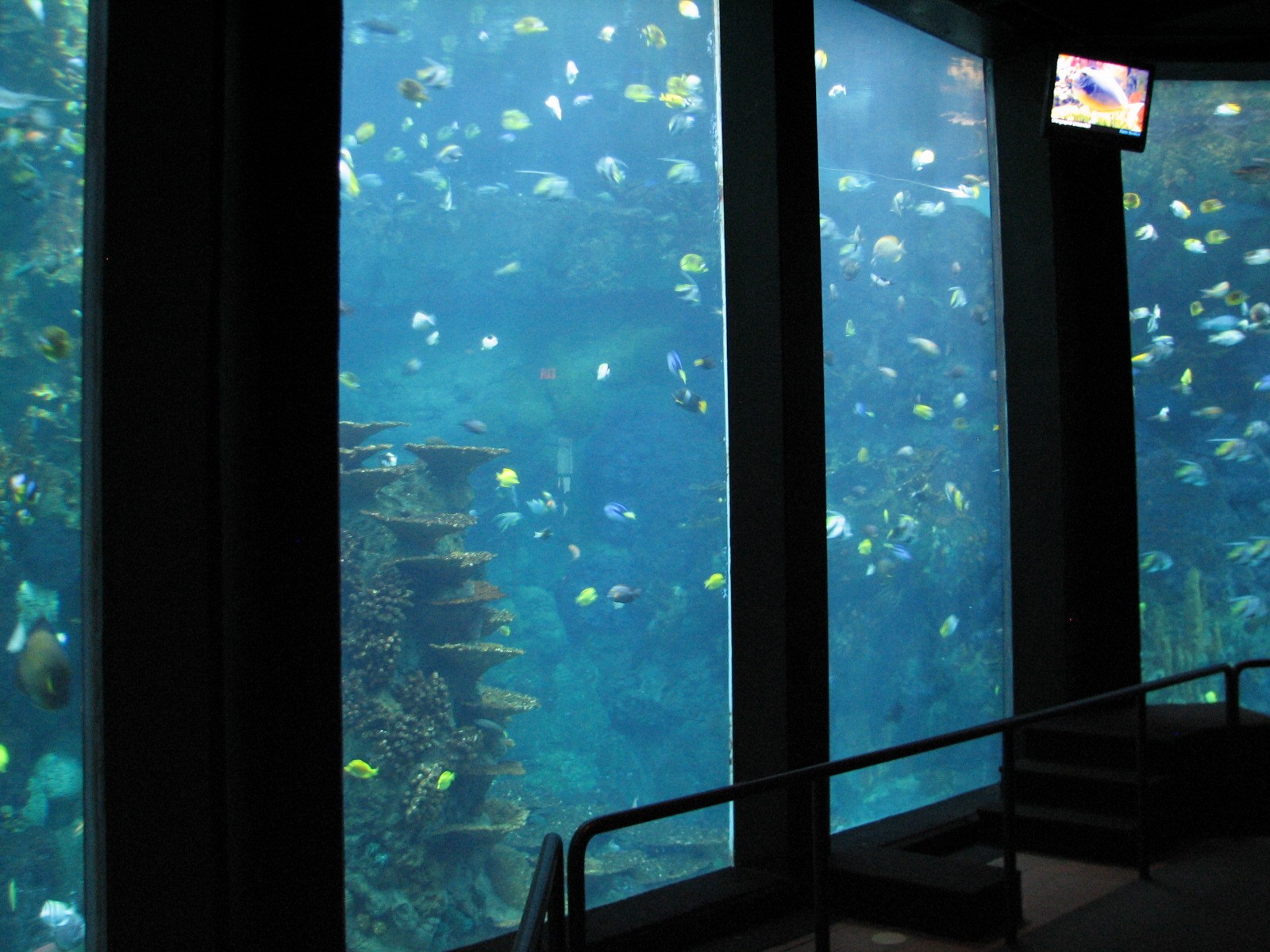 Sharks/The Coral Reef - Coral Reef Exhibit