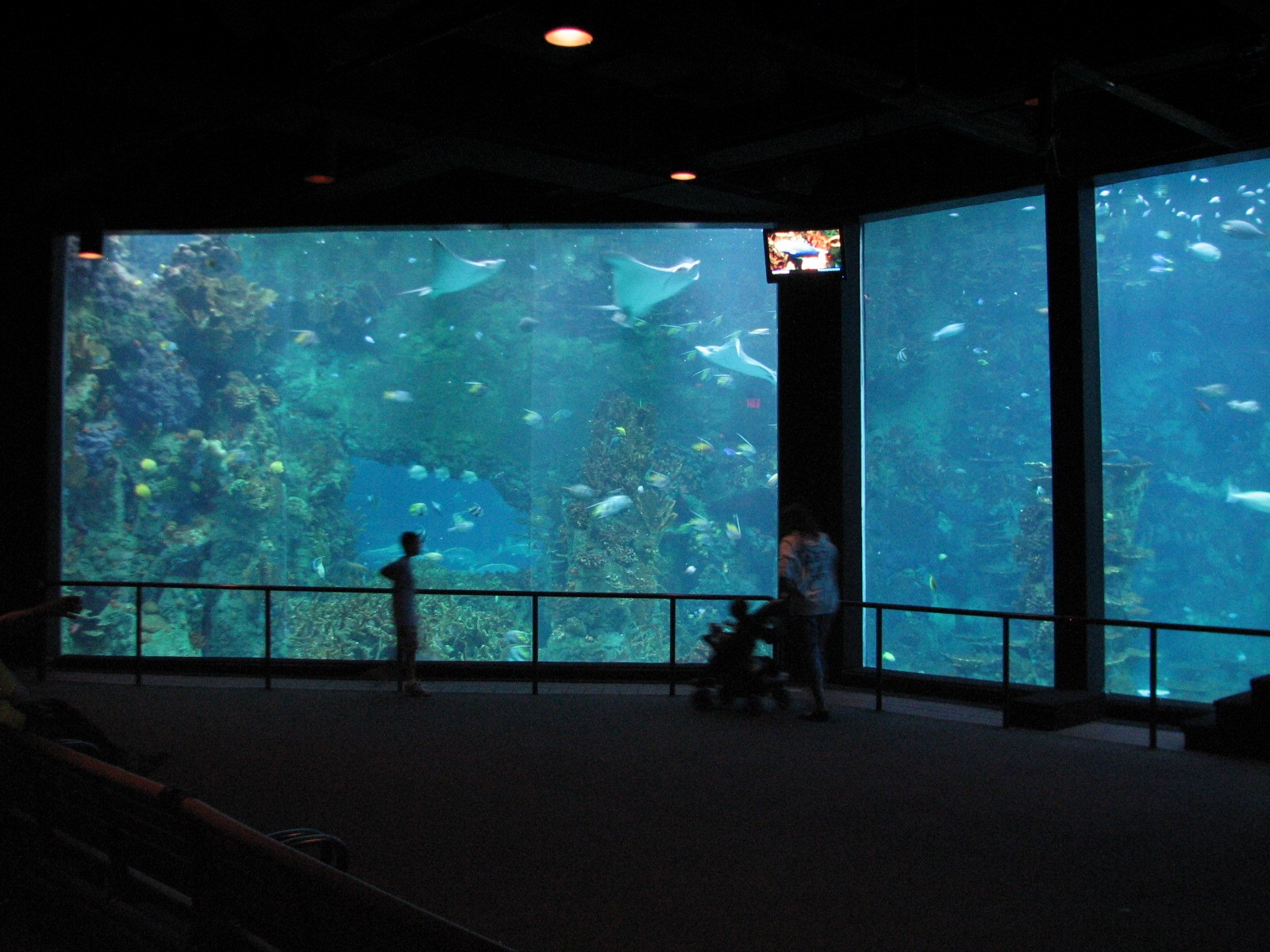 Sharks/The Coral Reef - Coral Reef