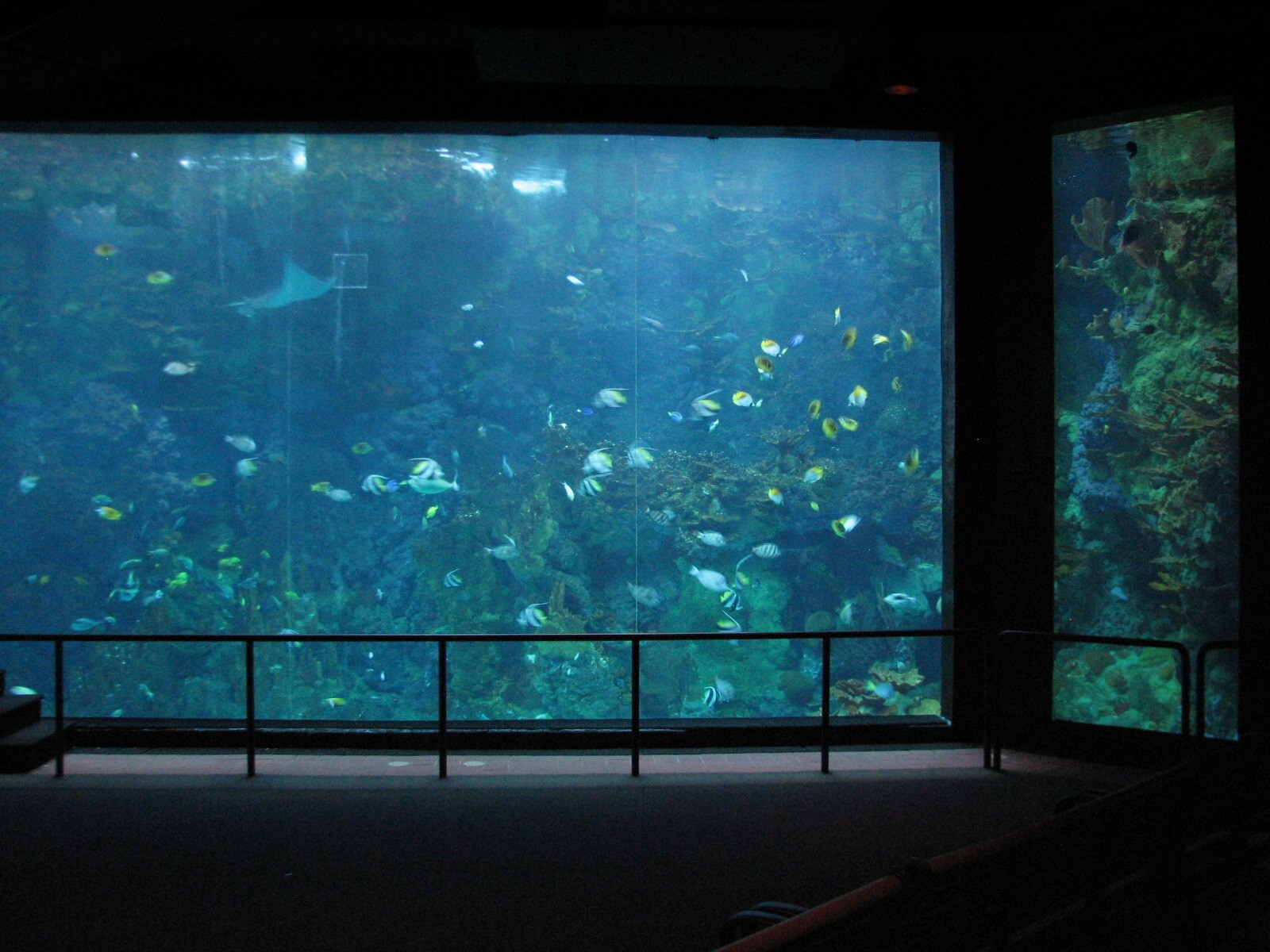 Sharks/The Coral Reef - Coral Reef