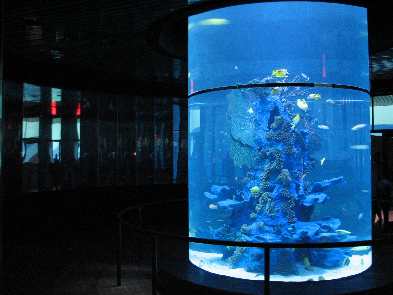Sharks/The Coral Reef - Entry Exhibit