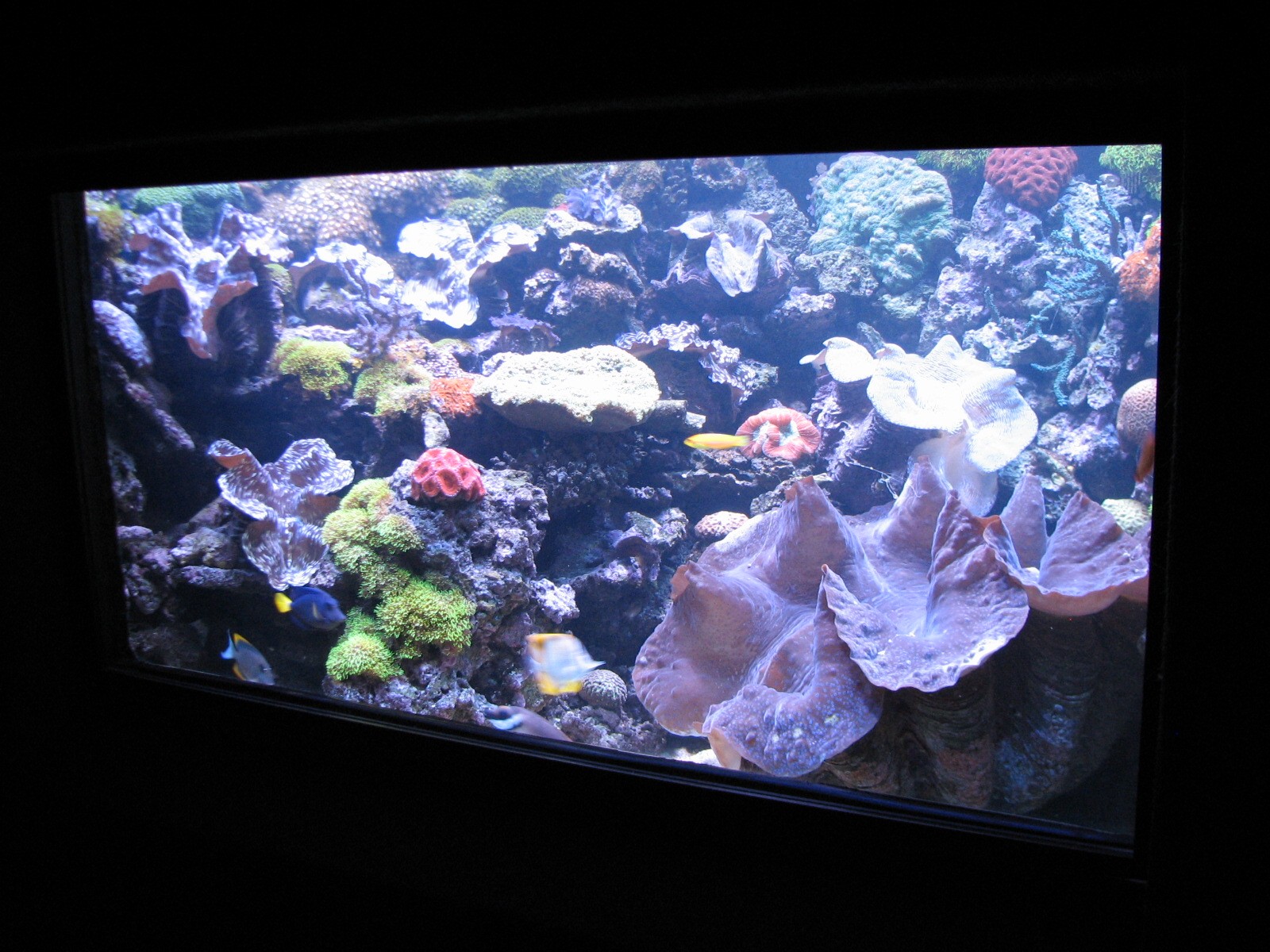 Sharks/The Coral Reef - Giant Clam Exhibit