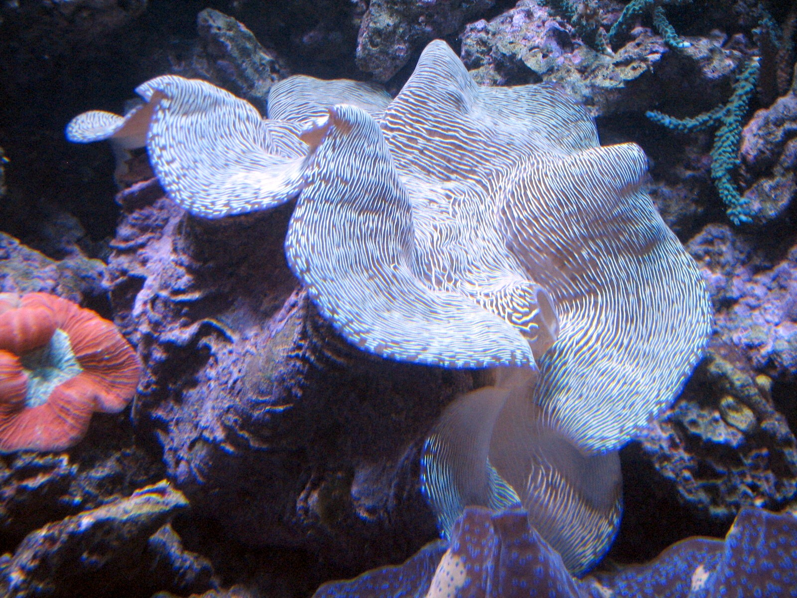 Sharks/The Coral Reef - Giant Clam