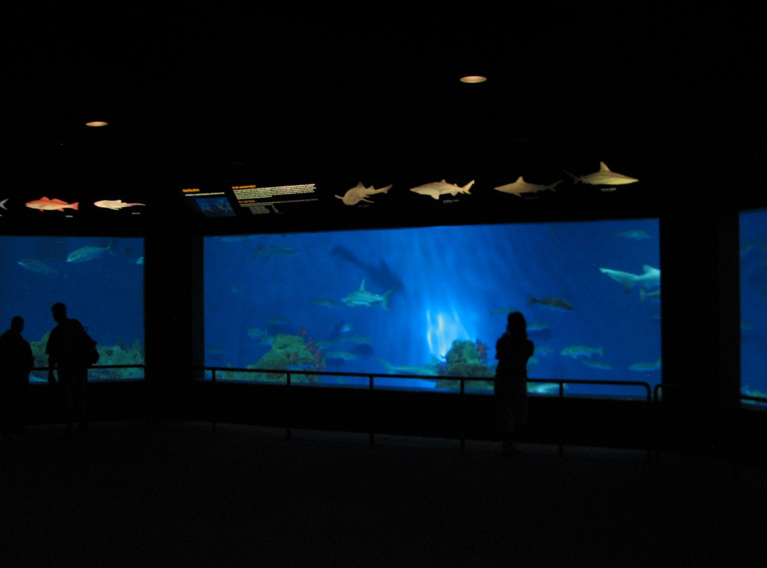 Sharks/The Coral Reef - Shark Exhibit
