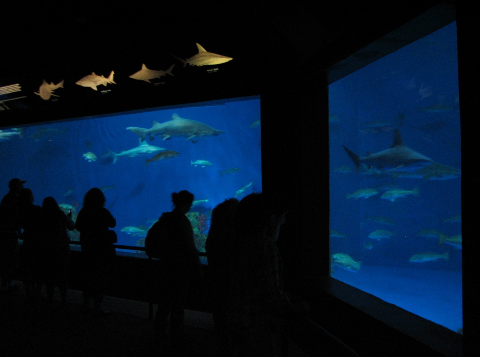 Sharks/The Coral Reef - Shark Exhibit