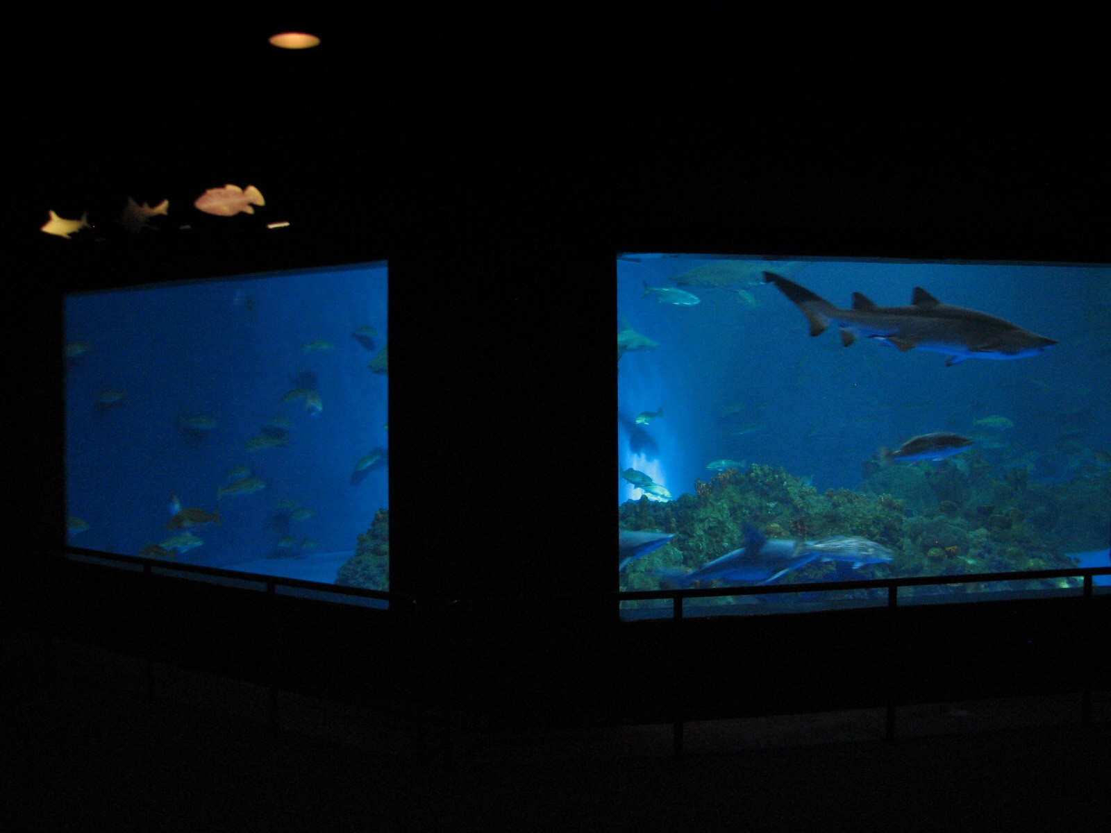 Sharks/The Coral Reef - Shark Exhibit