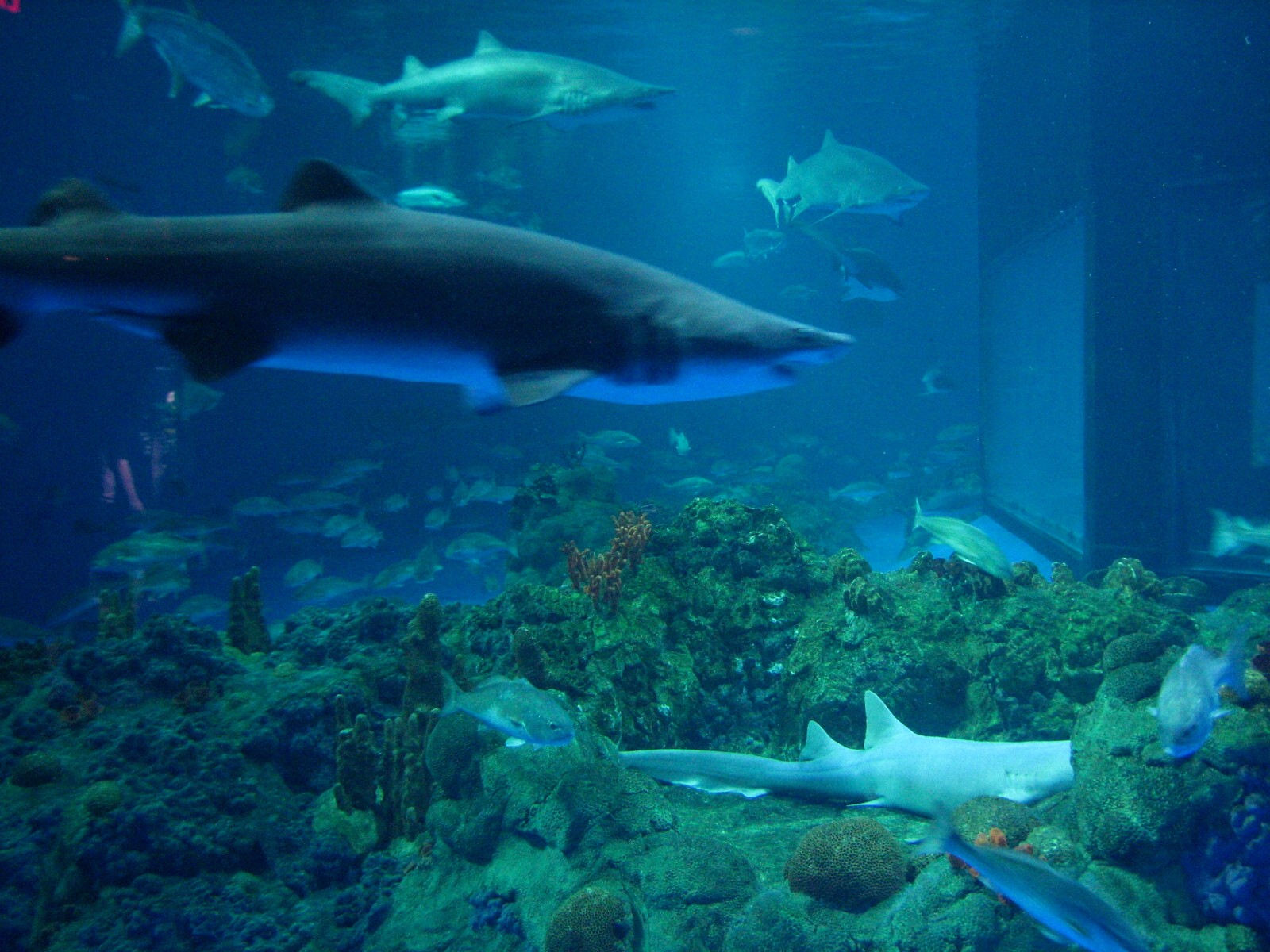 Sharks/The Coral Reef - Shark Exhibit