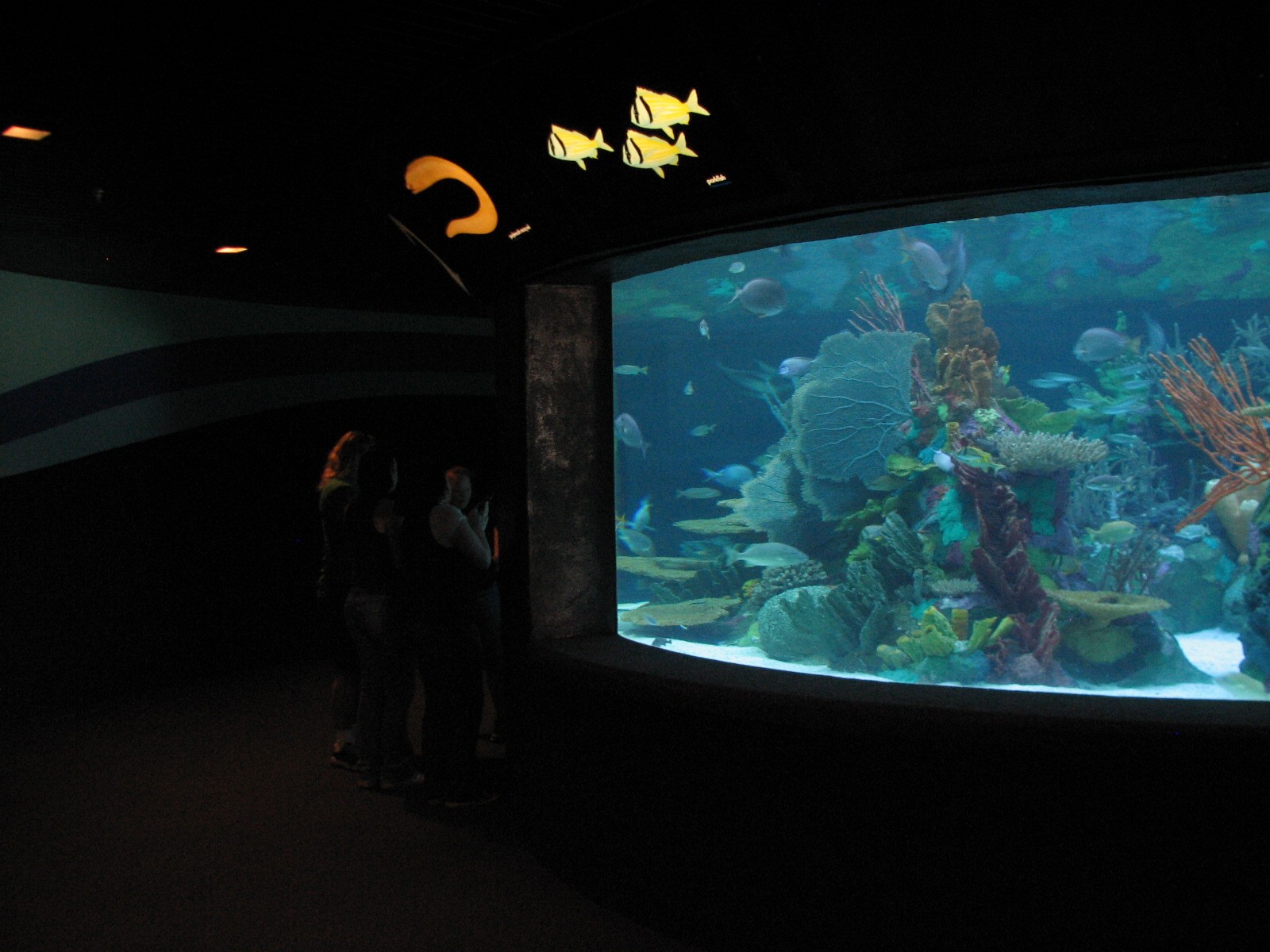 Sharks/The Coral Reef - Smaller Coral Reef Exhibit