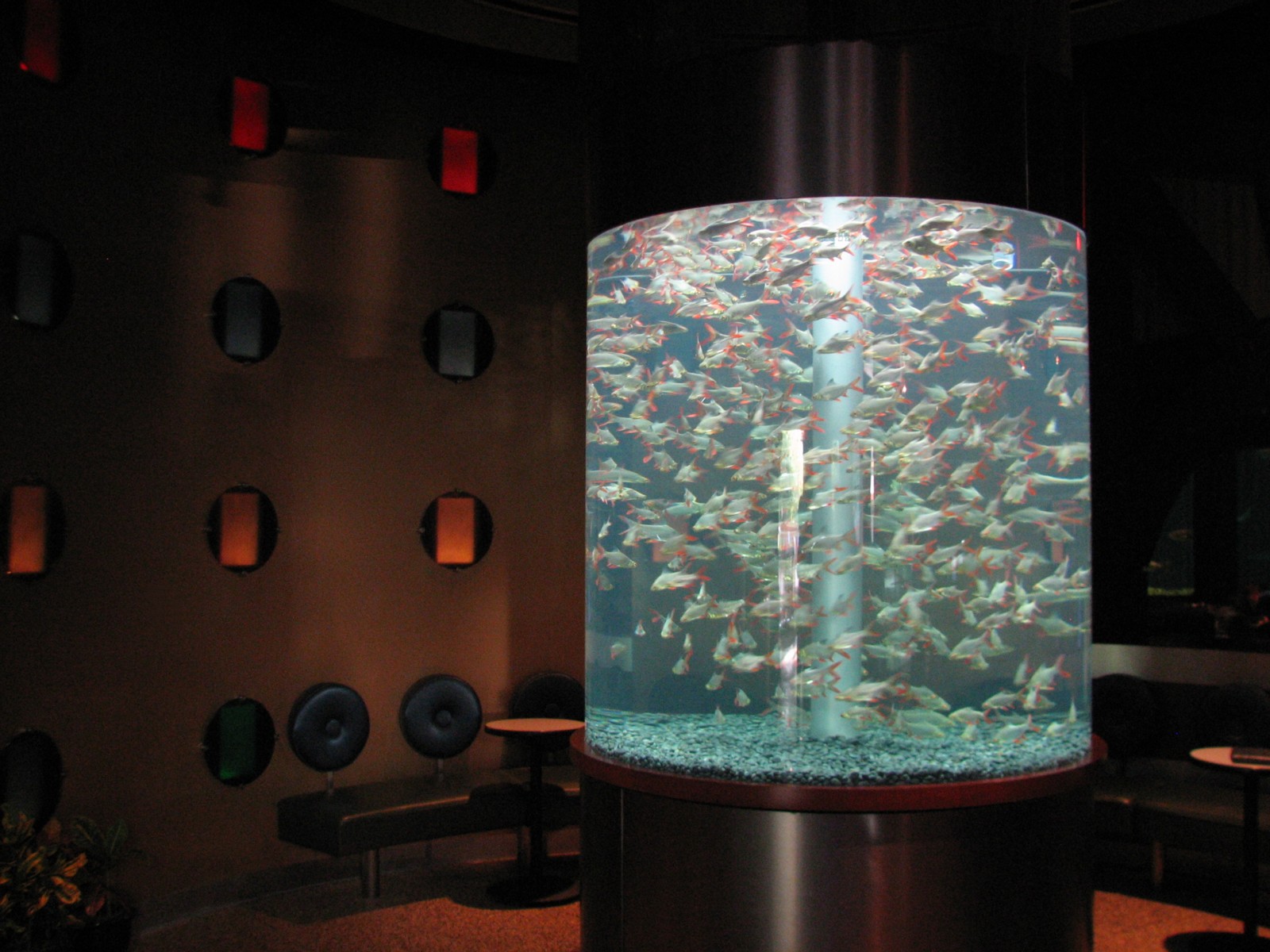 Sharks Underwater Grill - Bar with Goldfish Exhibit