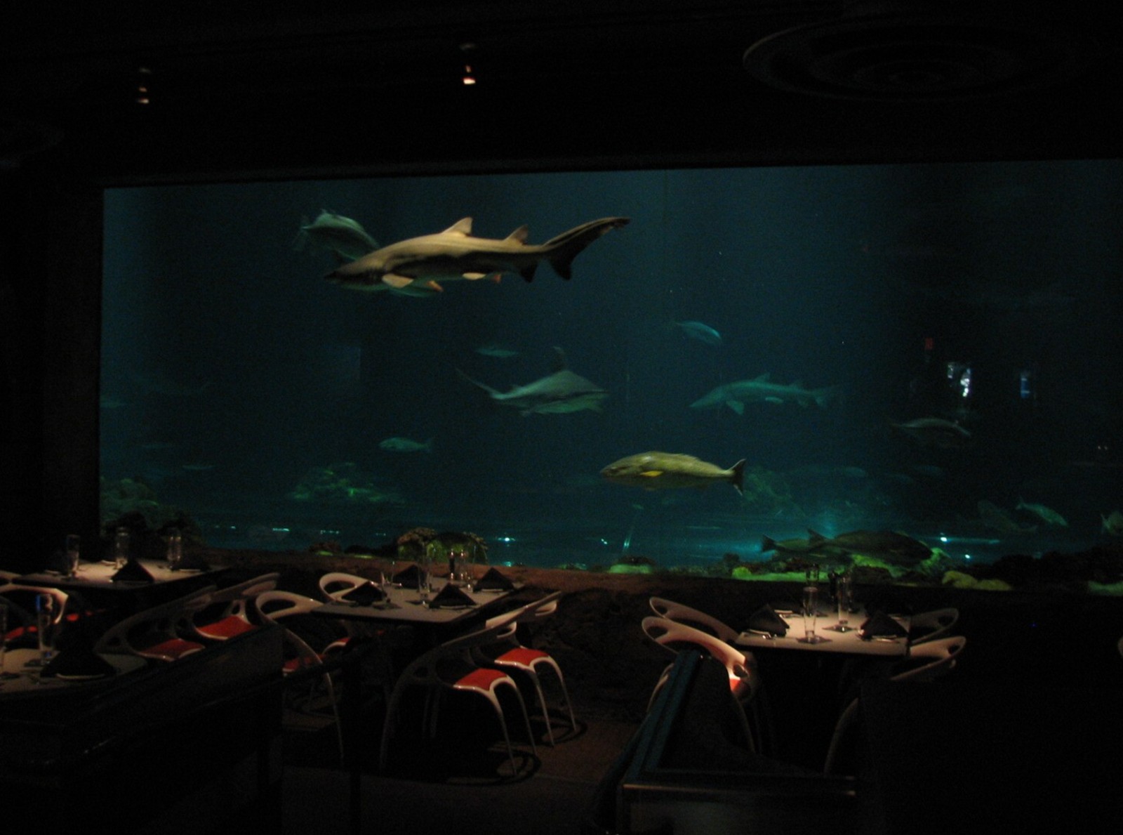 Sharks Underwater Grill - View Into Main Shark Encounter Exhibit
