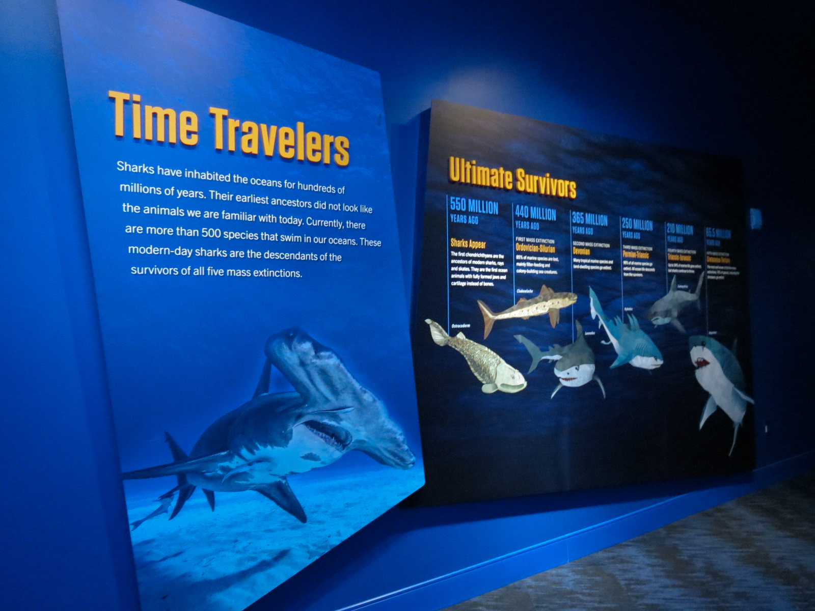 Sharks! - Wall Graphic