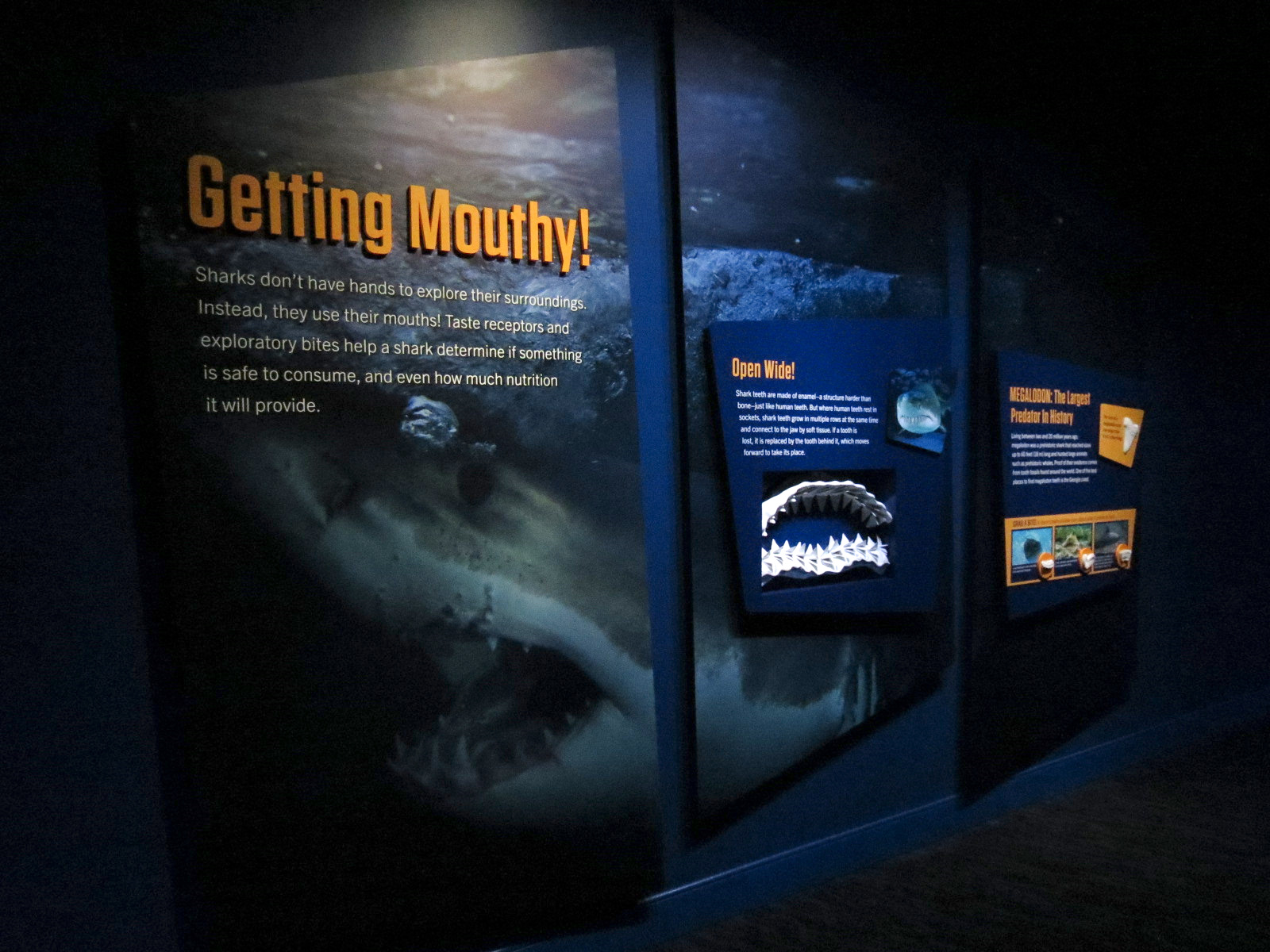 Sharks! - Wall Graphic