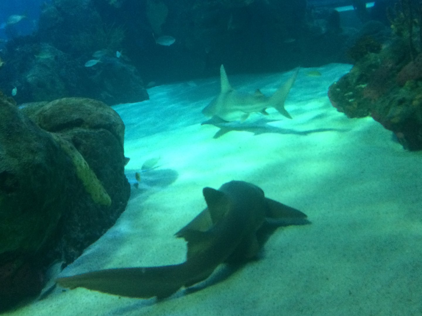 Sharks