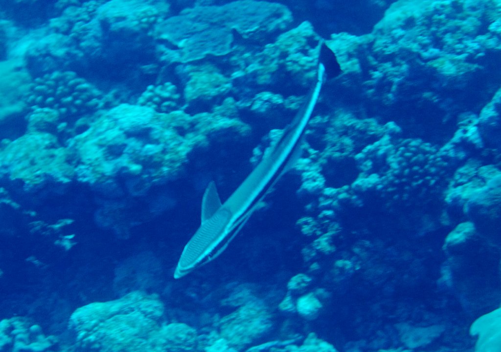 Sharksucker (Echeneis naucrates)