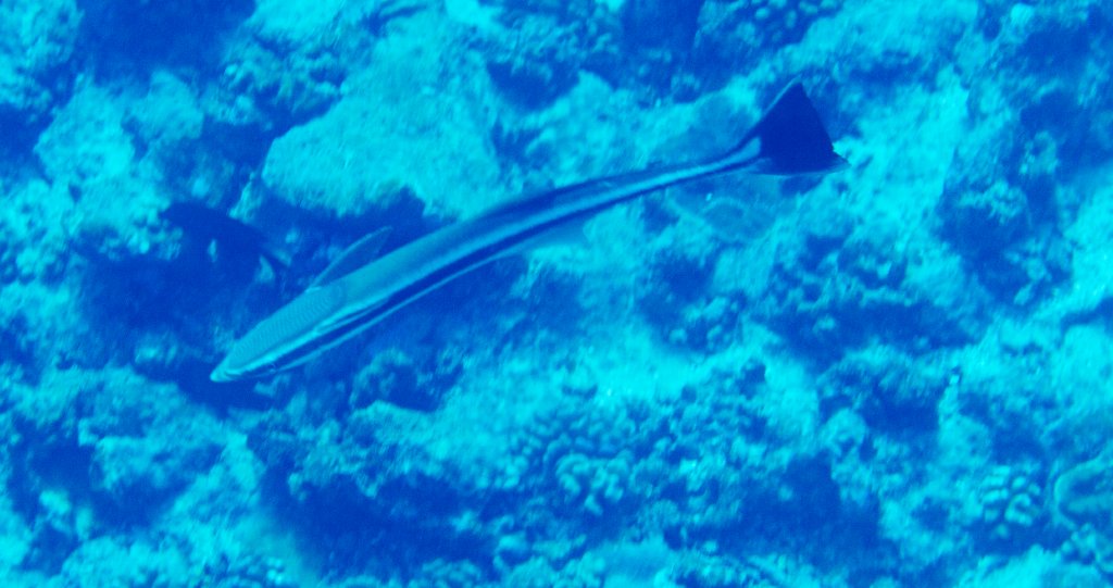 Sharksucker (Echeneis naucrates)