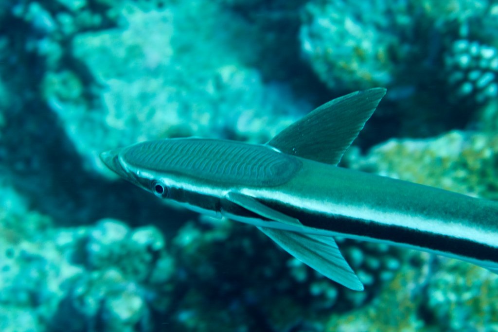 Sharksucker (Echeneis naucrates)
