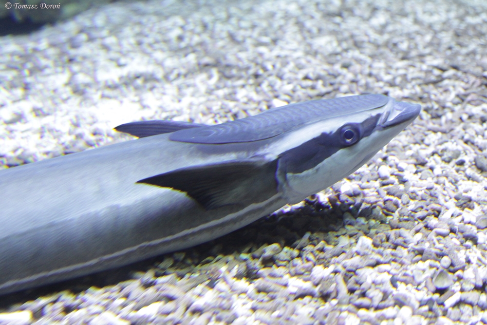 Sharksucker (Echeneis naucrates)