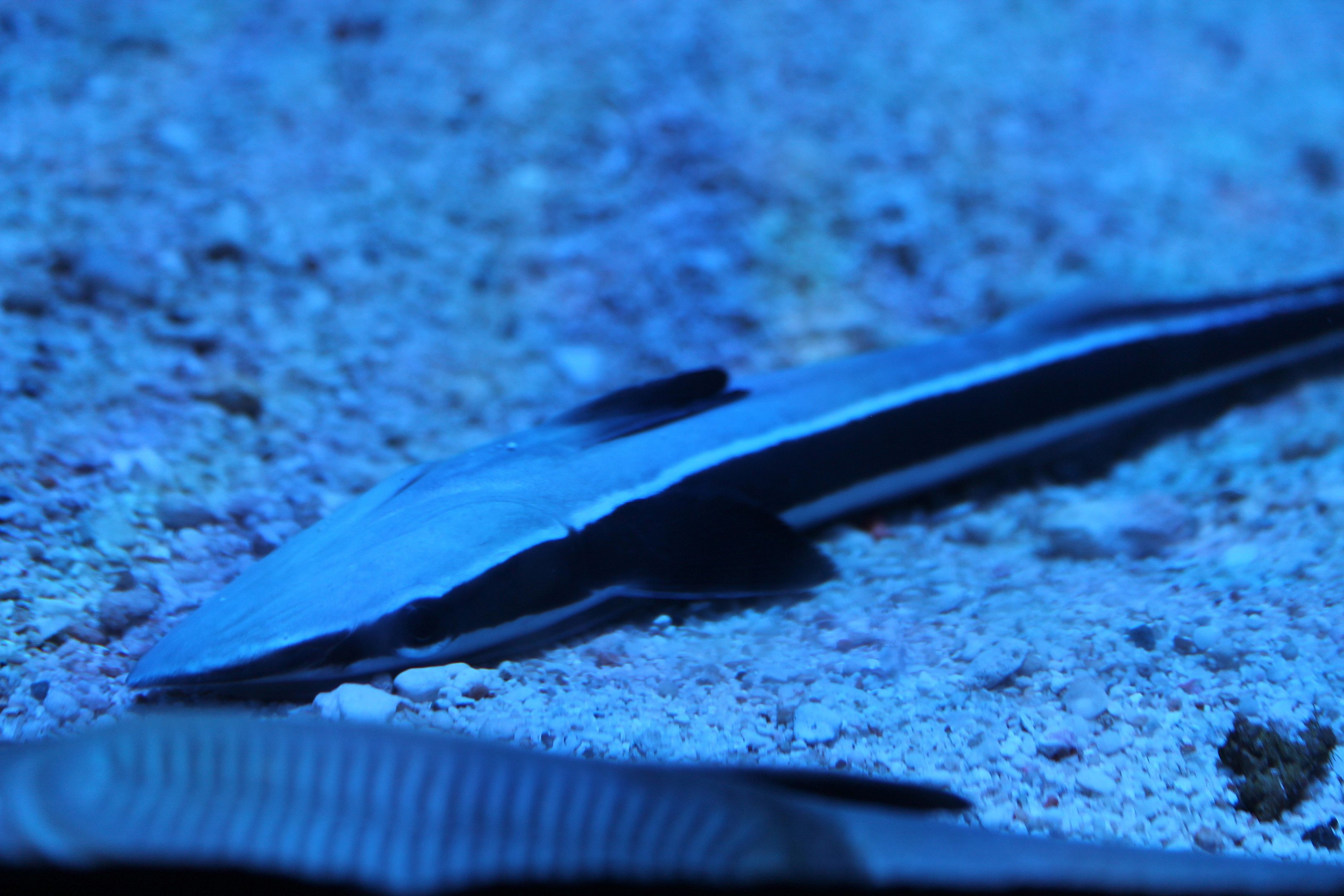 Sharksucker (Echeneis naucrates)