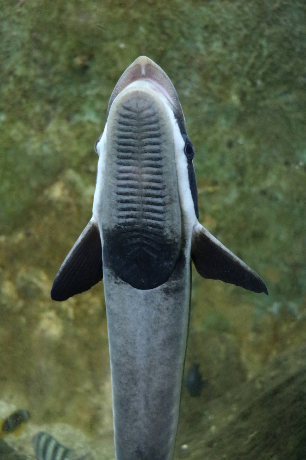 Sharksucker, February 2016