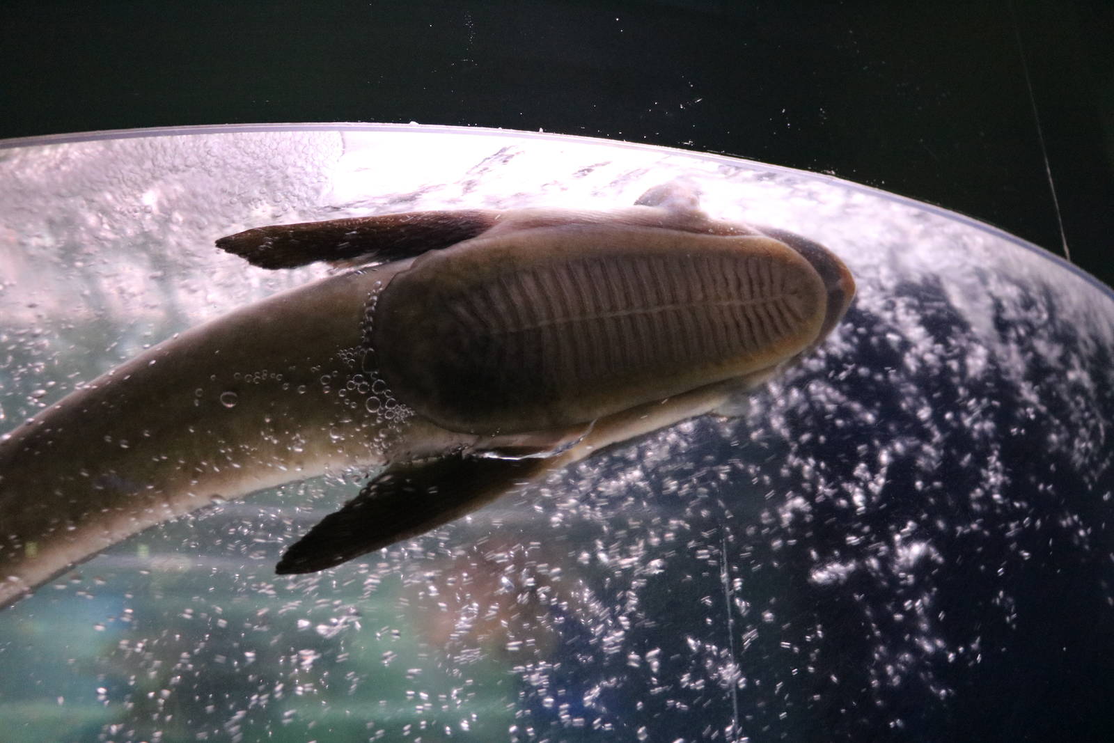 Sharksucker - Tokyo Tower Aquarium, February 2016