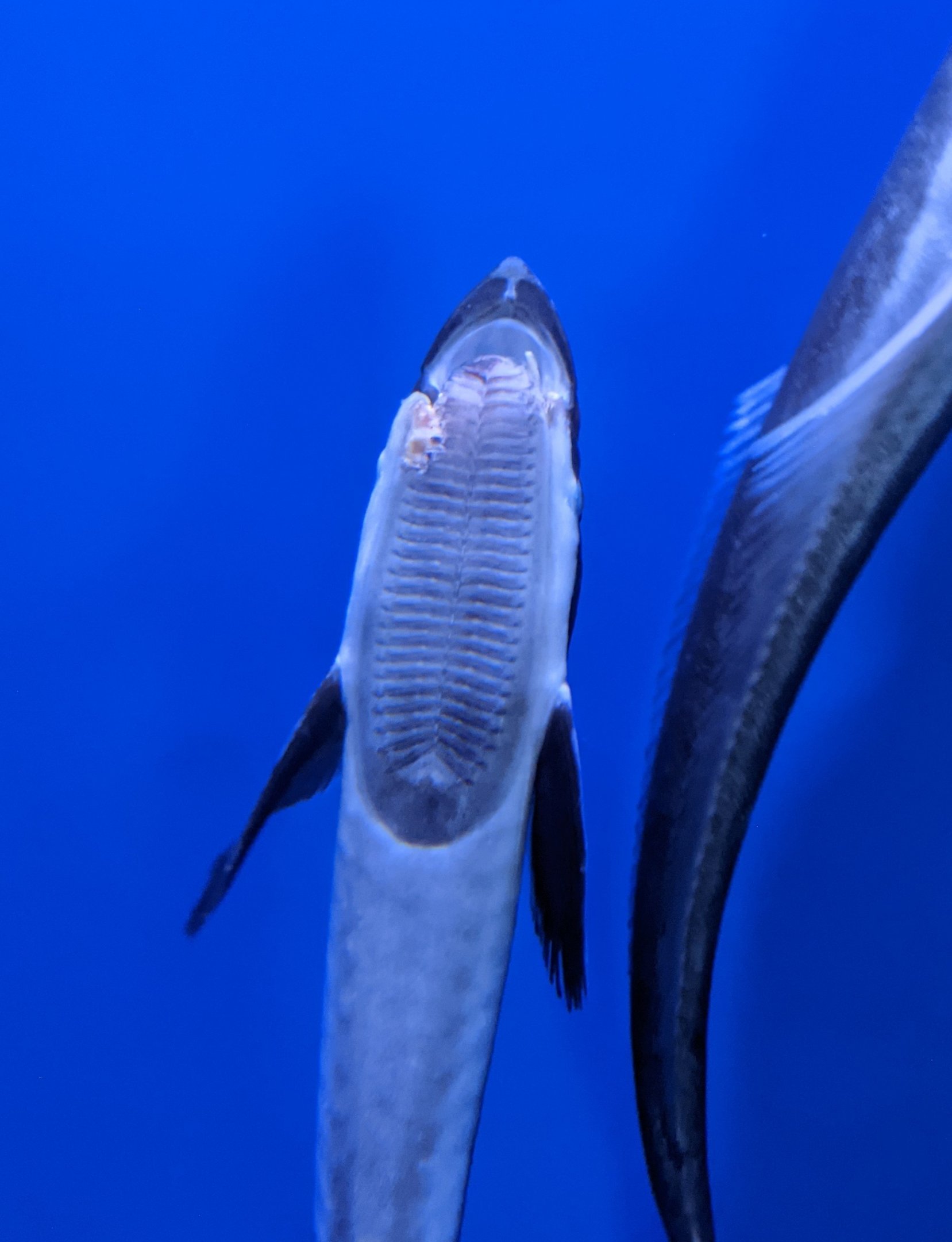 Sharksuckers (Echeneis naucrates) - Ocean World (Guangzhou)
