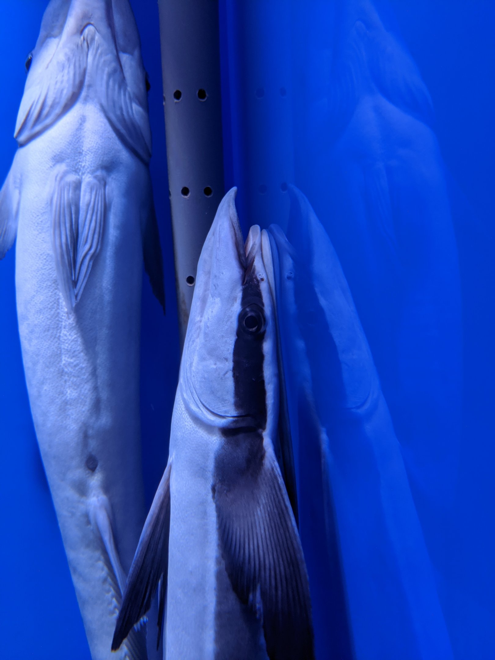 Sharksuckers (Echeneis naucrates) - Ocean World (Guangzhou)