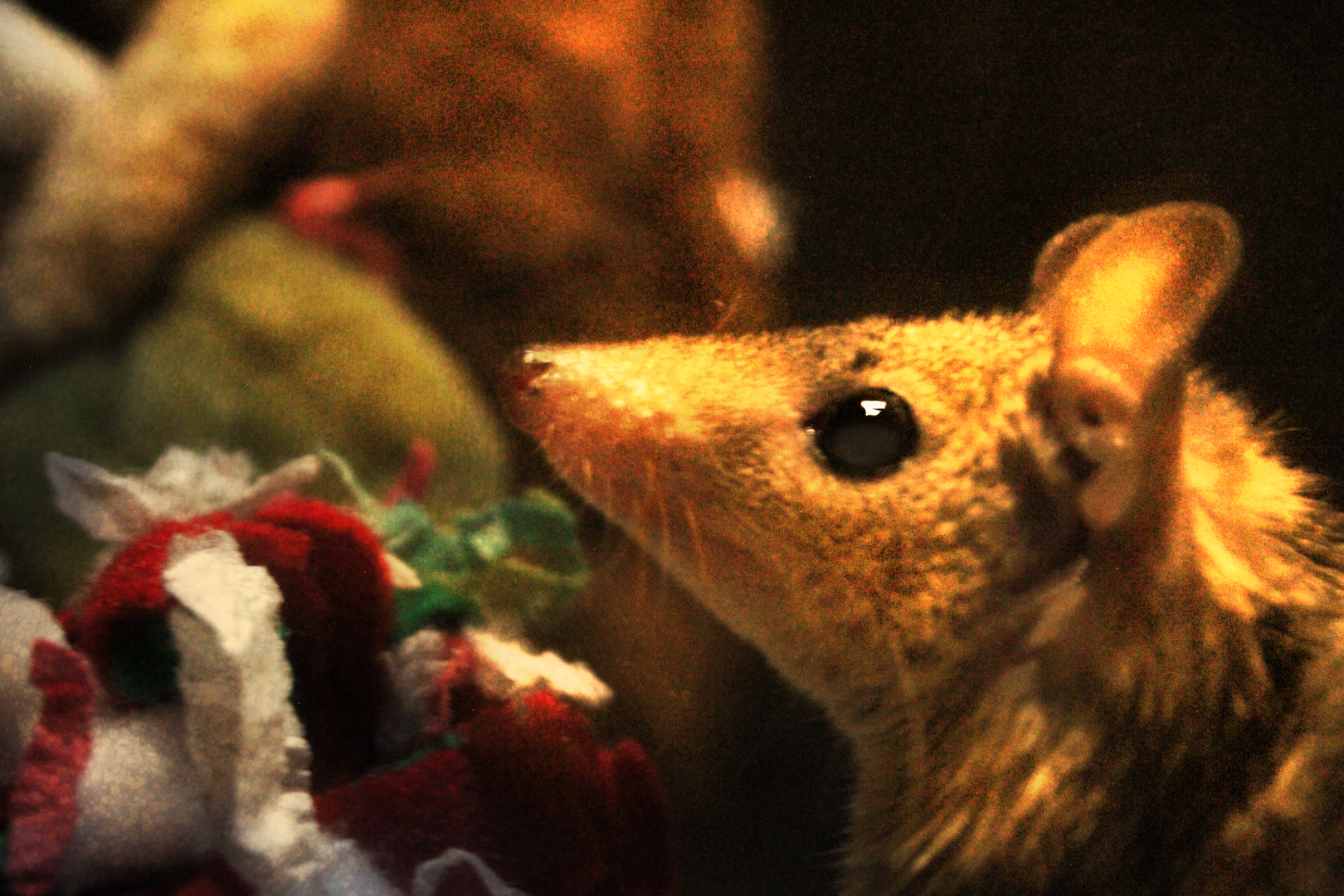 Sharla the Gray short-tail opossum