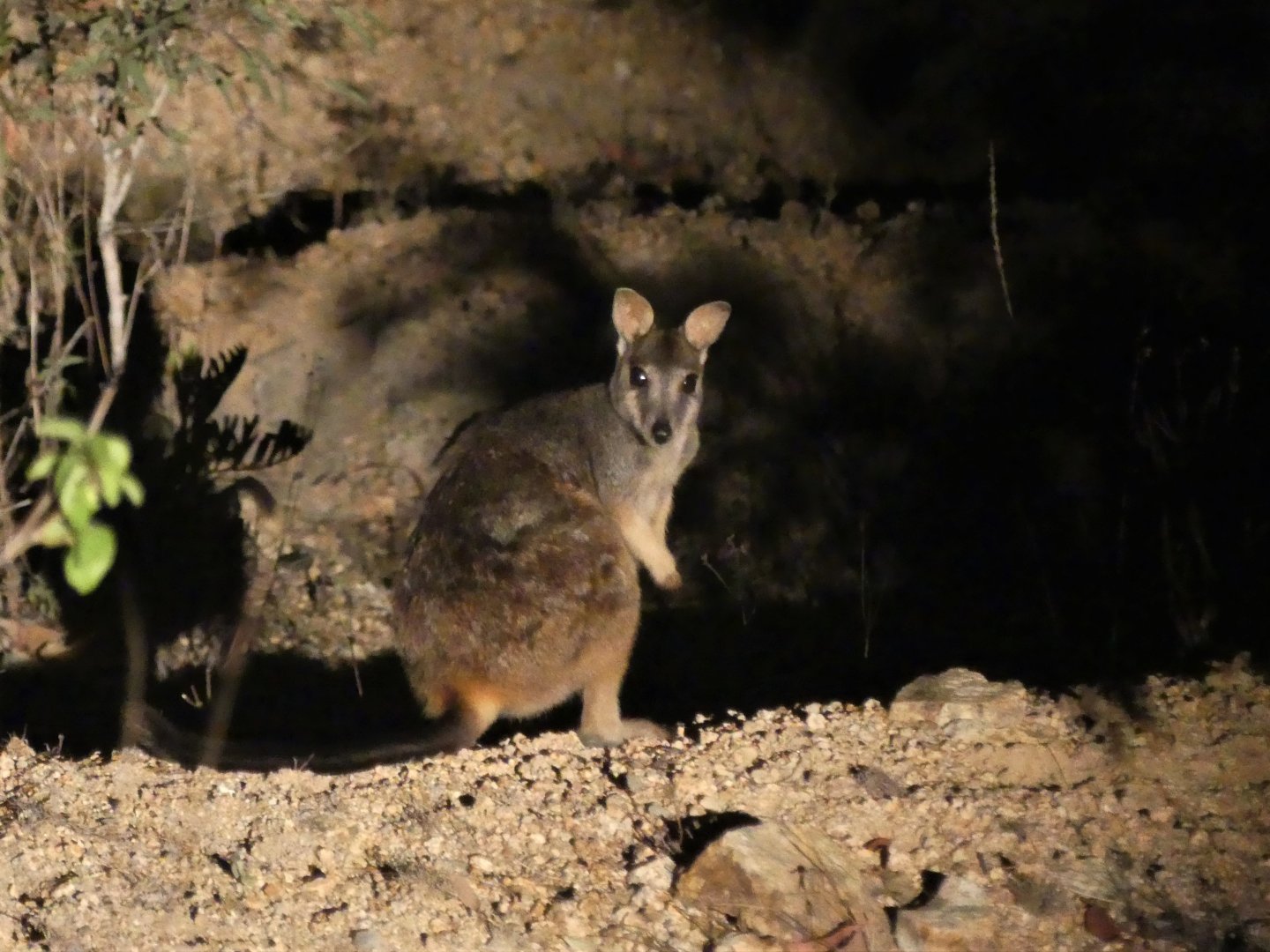 Sharman's Rock-wallaby (Petrogale sharmani)