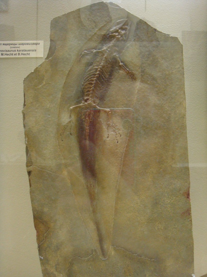 Sharovisaurus karatauensis