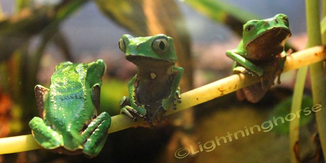 Sharp Backed Monkey Tree Frogs