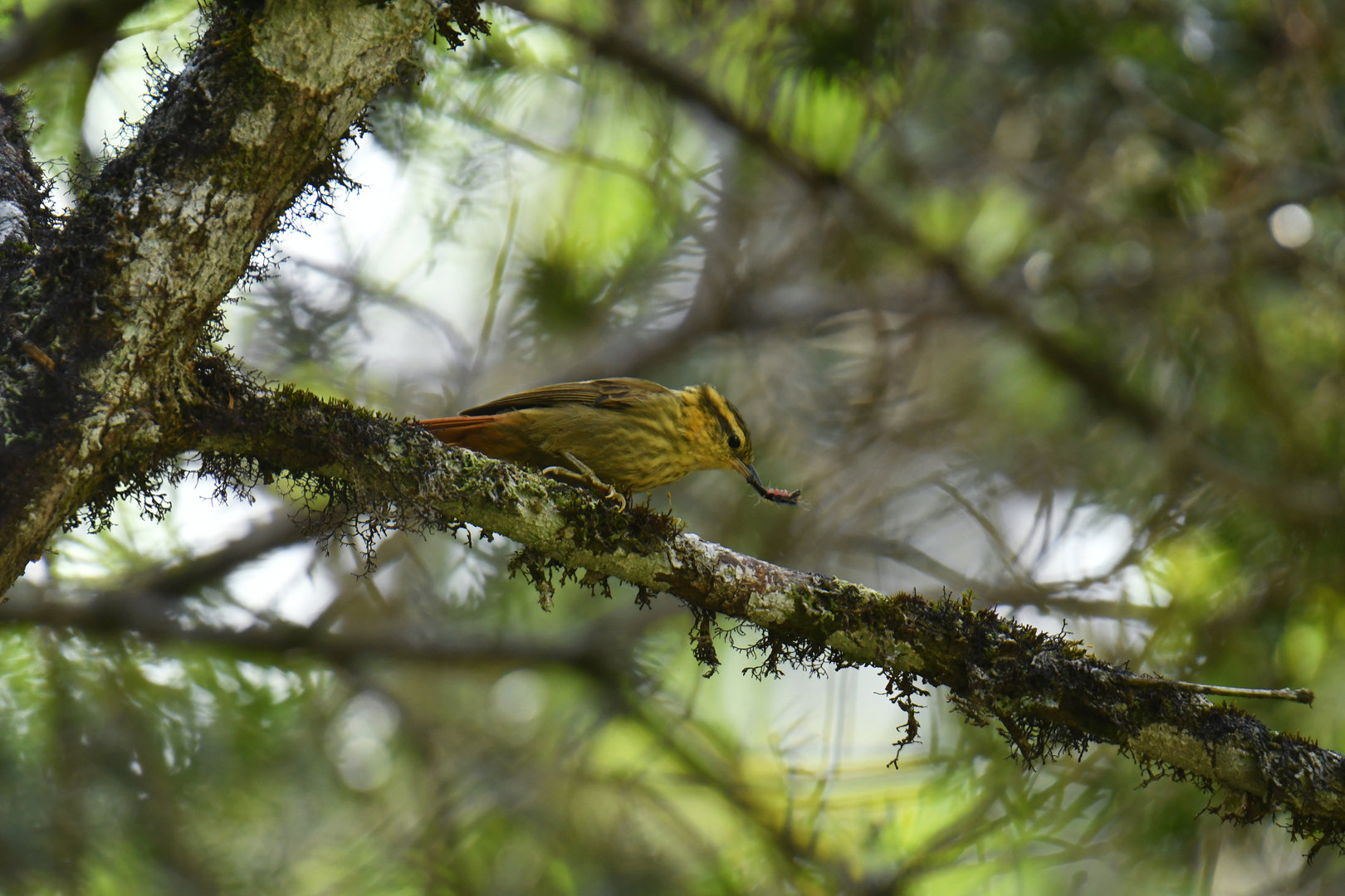 Sharp-billed Treehunter Heliobletus contaminatus