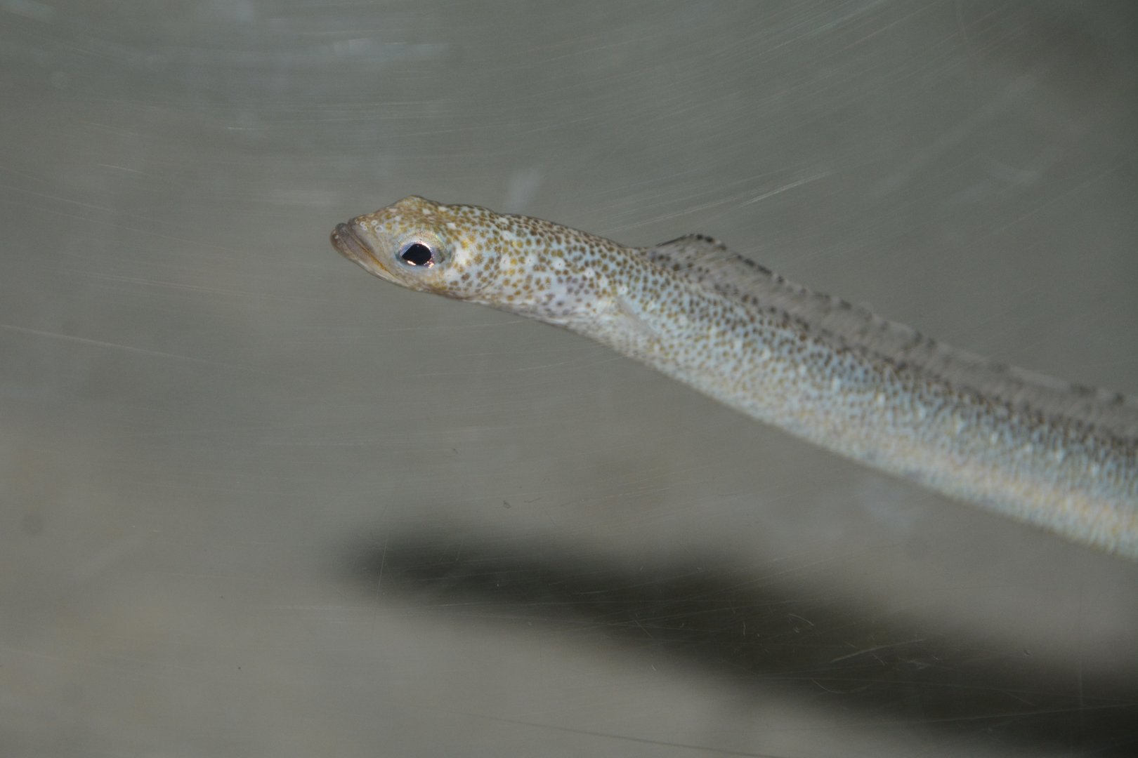 Sharp-nose garden eel (Gorgasia cf. taiwanensis)
