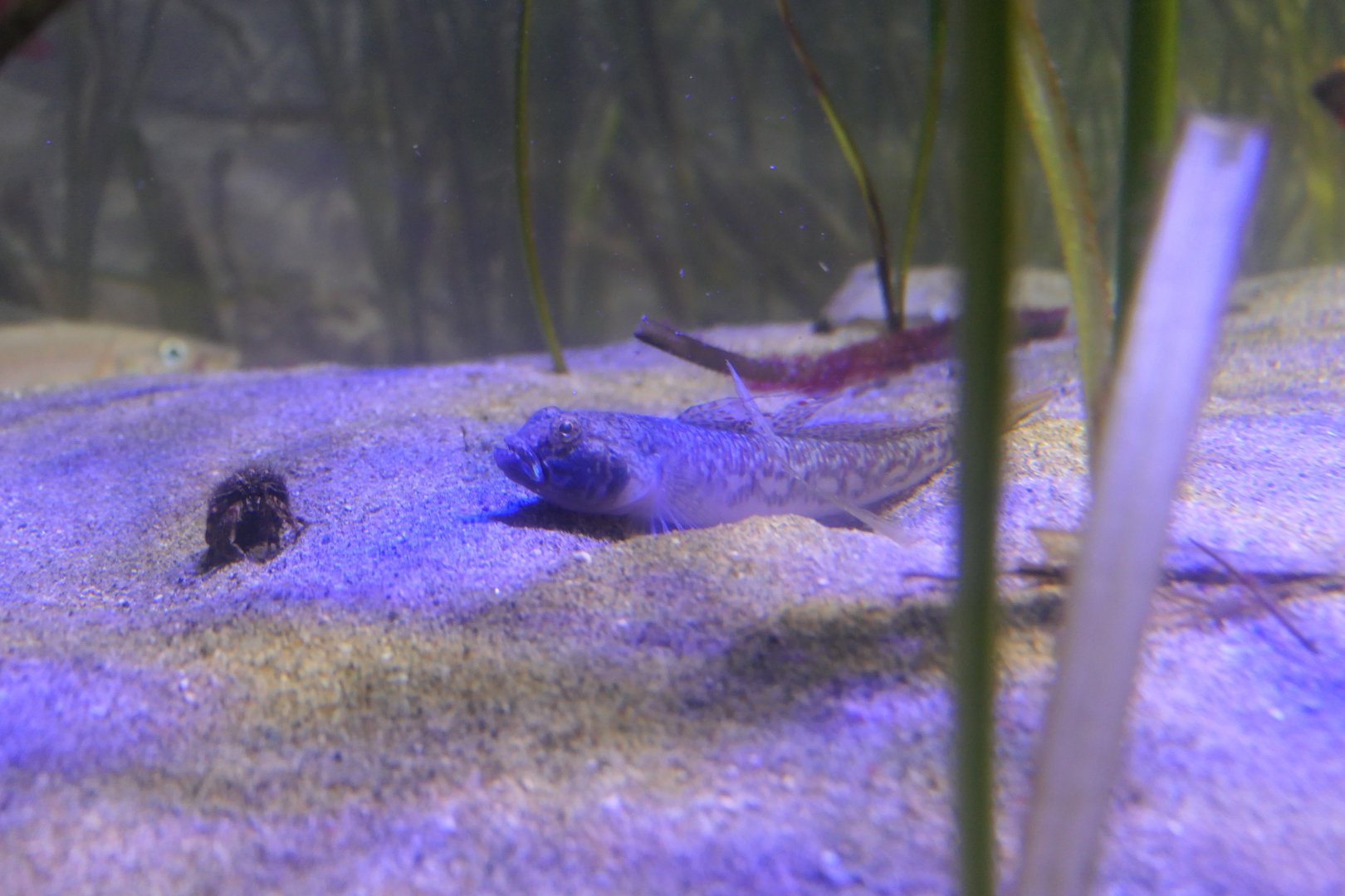 Sharp-nosed Sand Goby (Favonigobius gymnauchen) - Uozu Aquarium