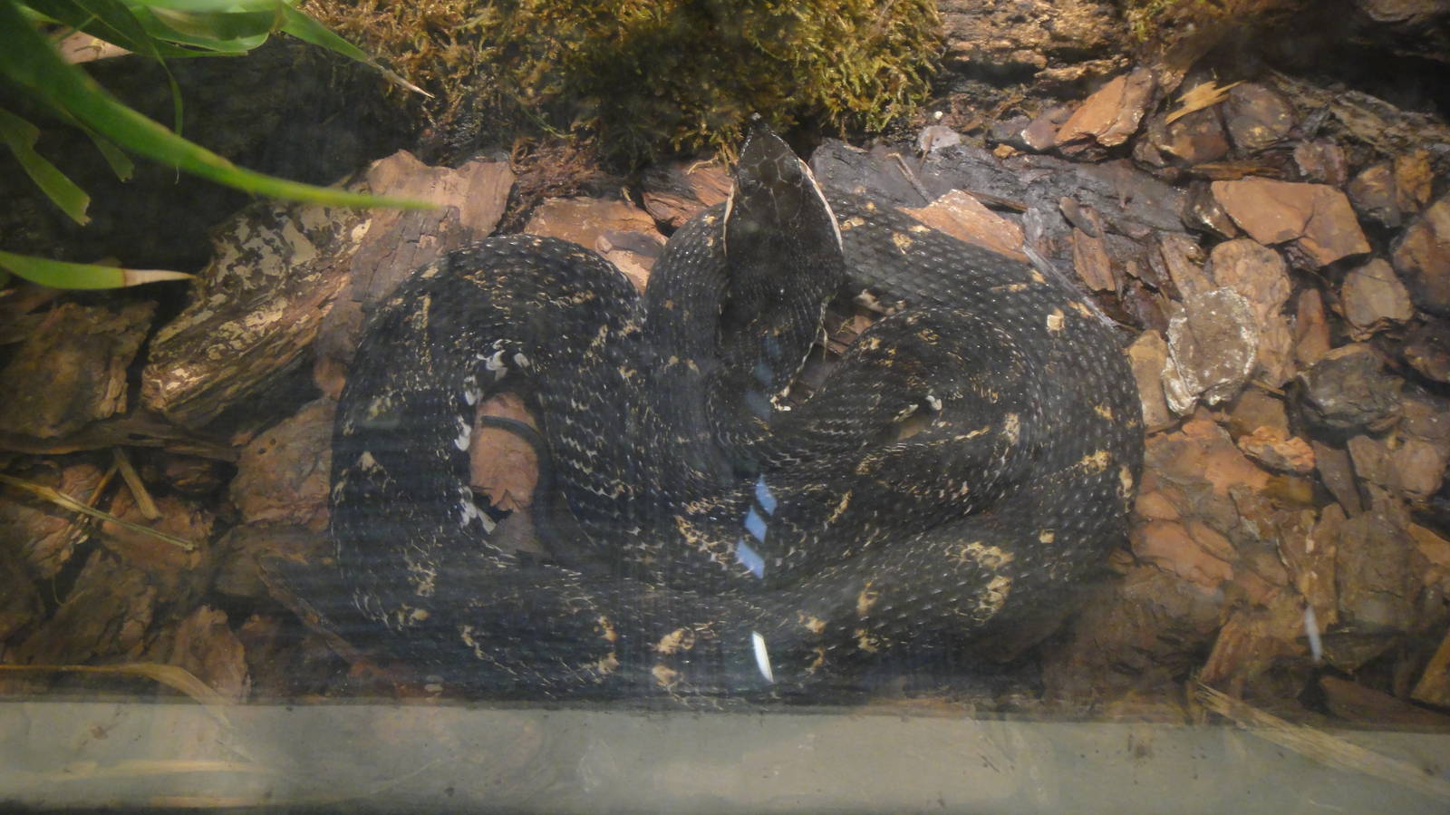 Sharp Nosed Viper at Dallas zoo 2015-03-12