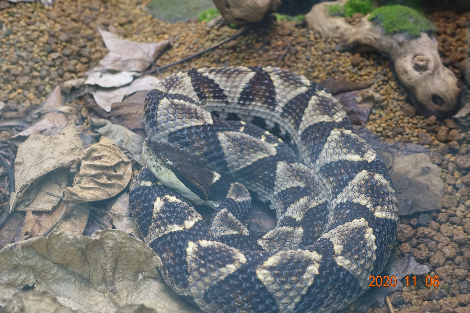 Sharp-nosed Viper (Deinagkistrodon acutus)